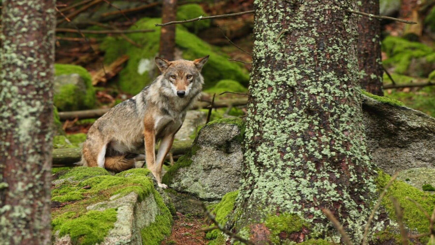 gestión del lobo ibérico