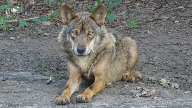 lobos en Asturias y presencia de perros asilvestrados en ecosistemas de montaña