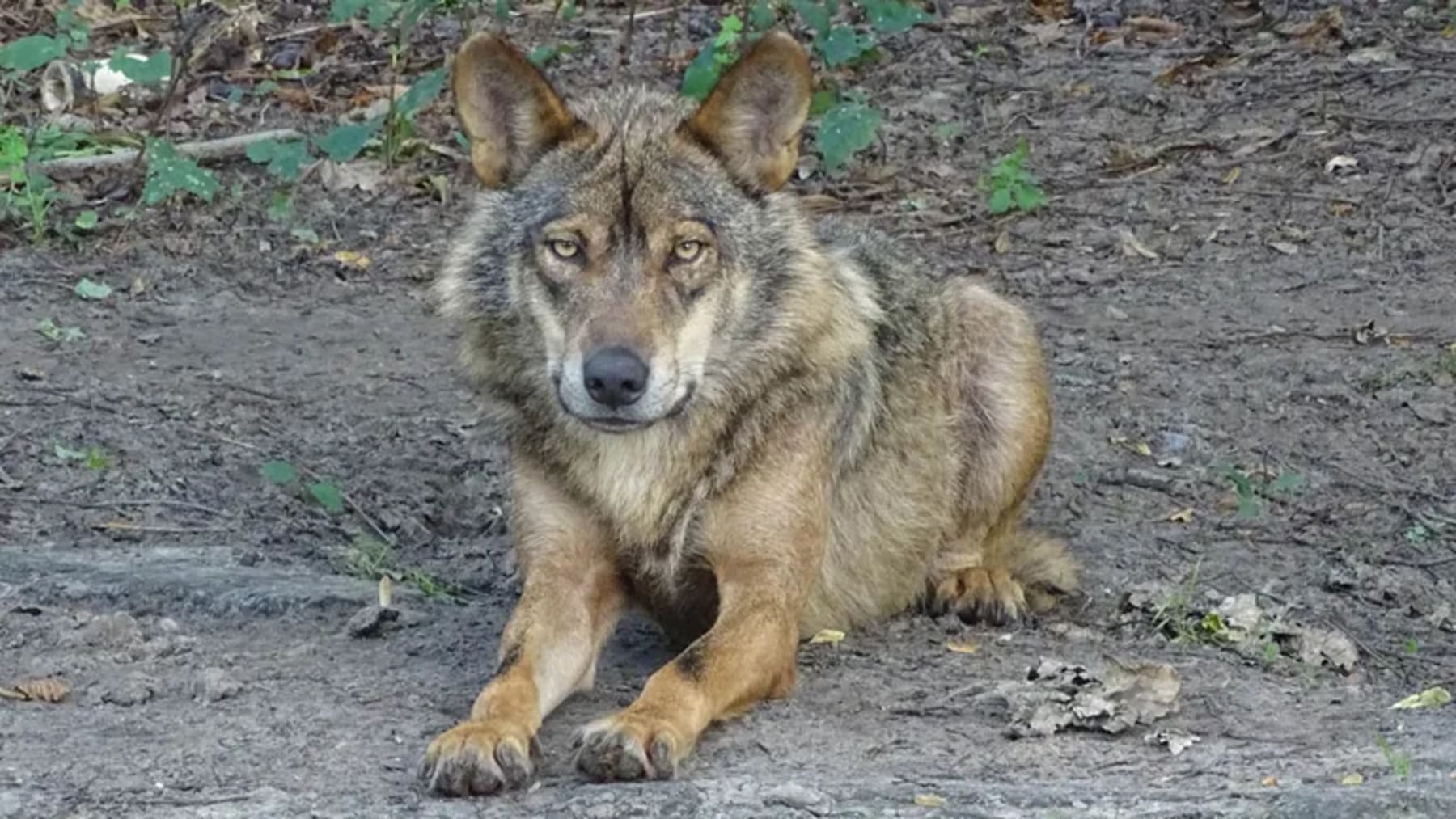 lobos en Asturias y presencia de perros asilvestrados en ecosistemas de montaña