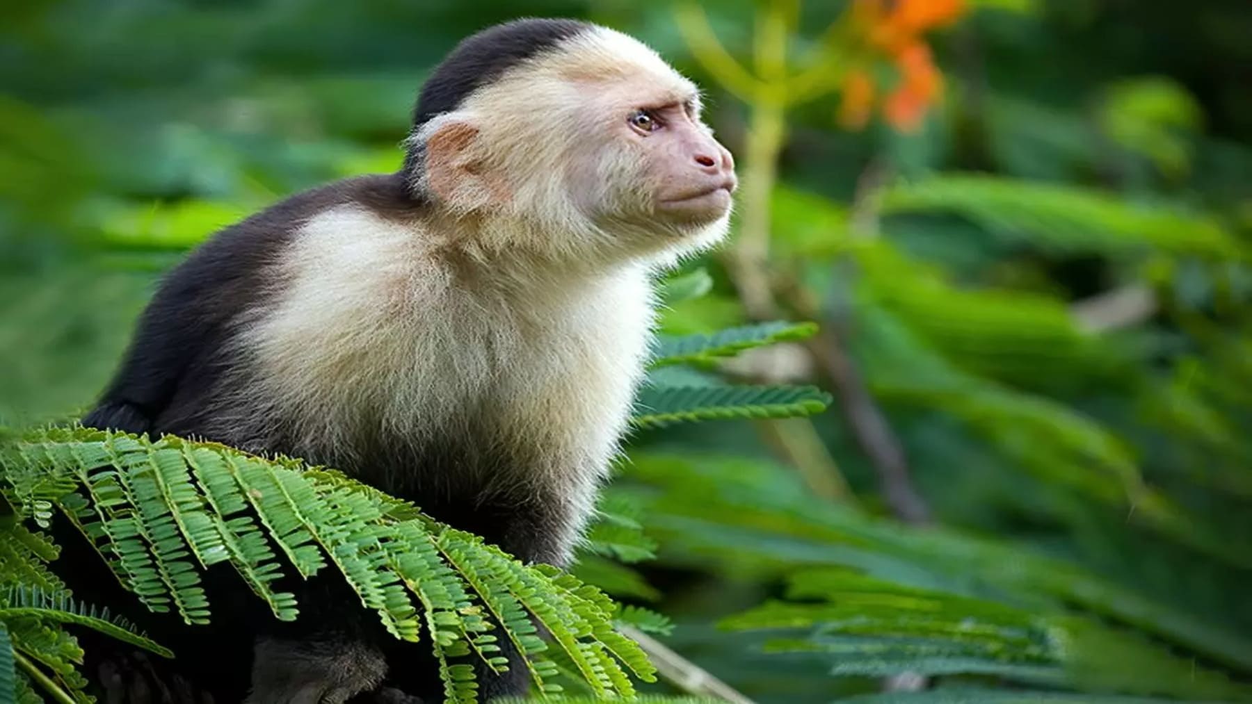 El calentamiento global amenaza el equilibrio social de los capuchinos cariblancos en Costa Rica