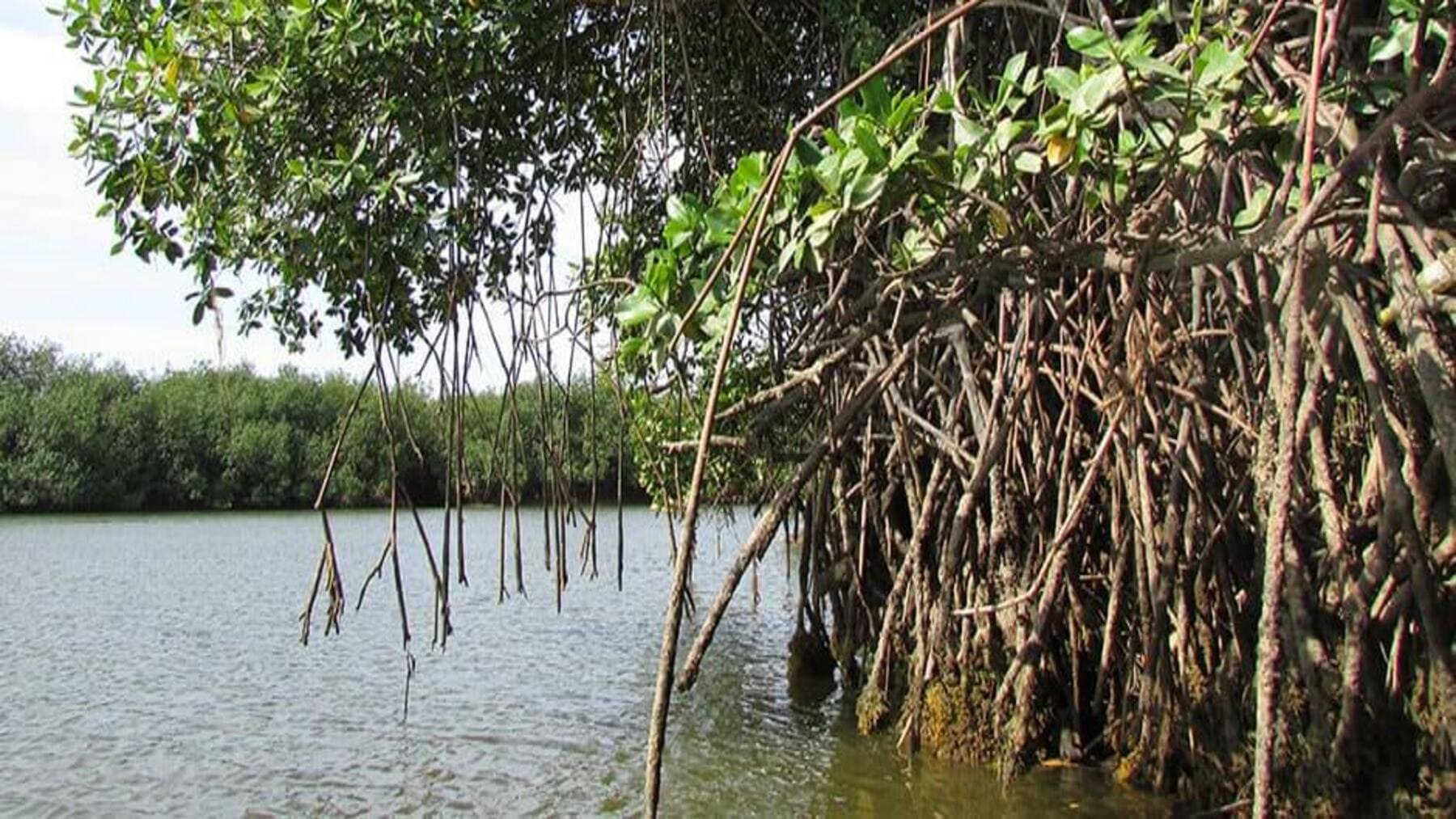 Santuario Los Manglares de Tumbes: el paraíso natural que resiste entre narcotráfico, violencia y presión ambiental