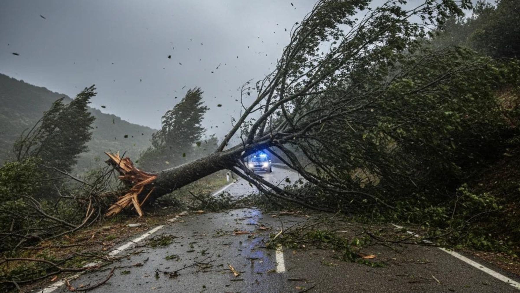 Árbol caído bloqueando una carretera tras el temporal de viento en los bosques del Ripollès.
