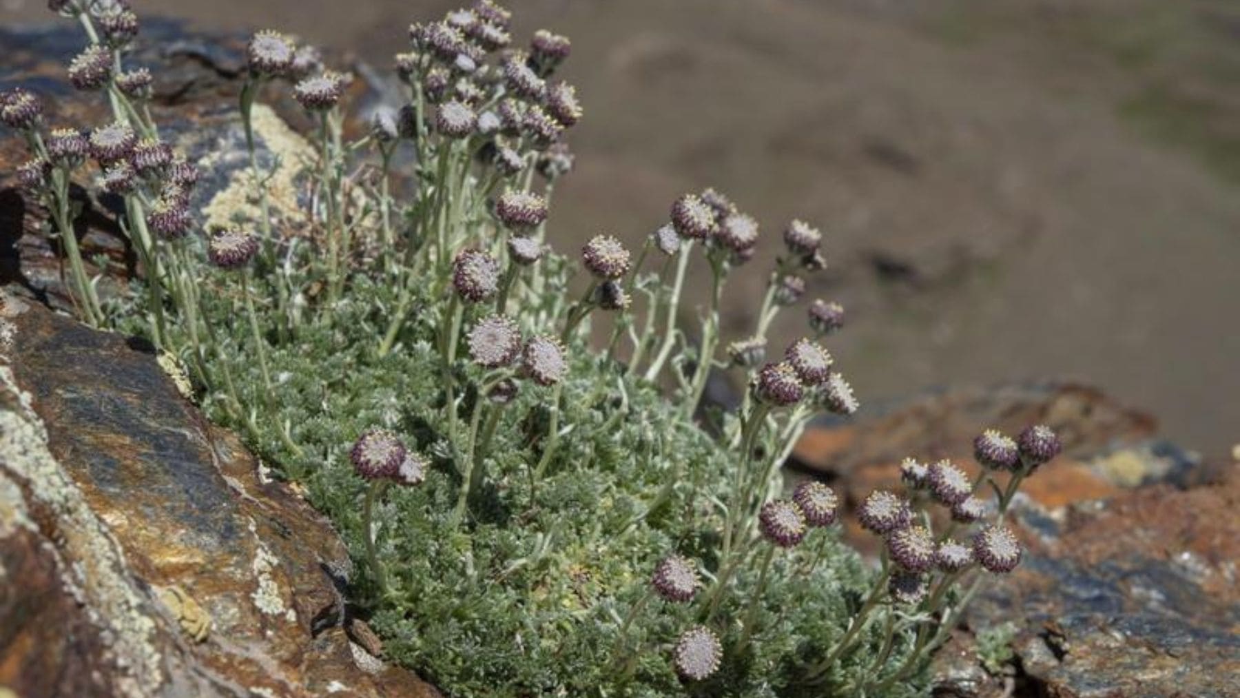 Manzanilla de Sierra Nevada en peligro de extinción creciendo entre rocas de alta montaña.