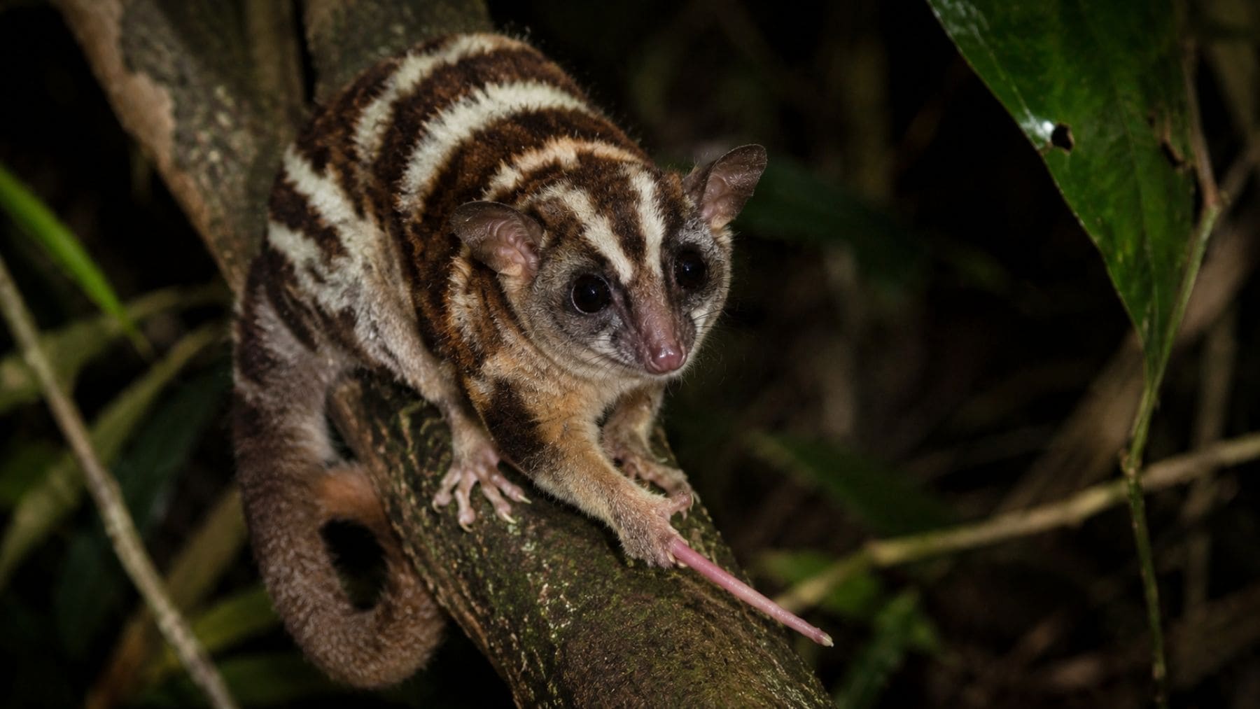 Marsupial considerado extinto desde hace 6.000 años hallado vivo en la selva de Nueva Guinea.