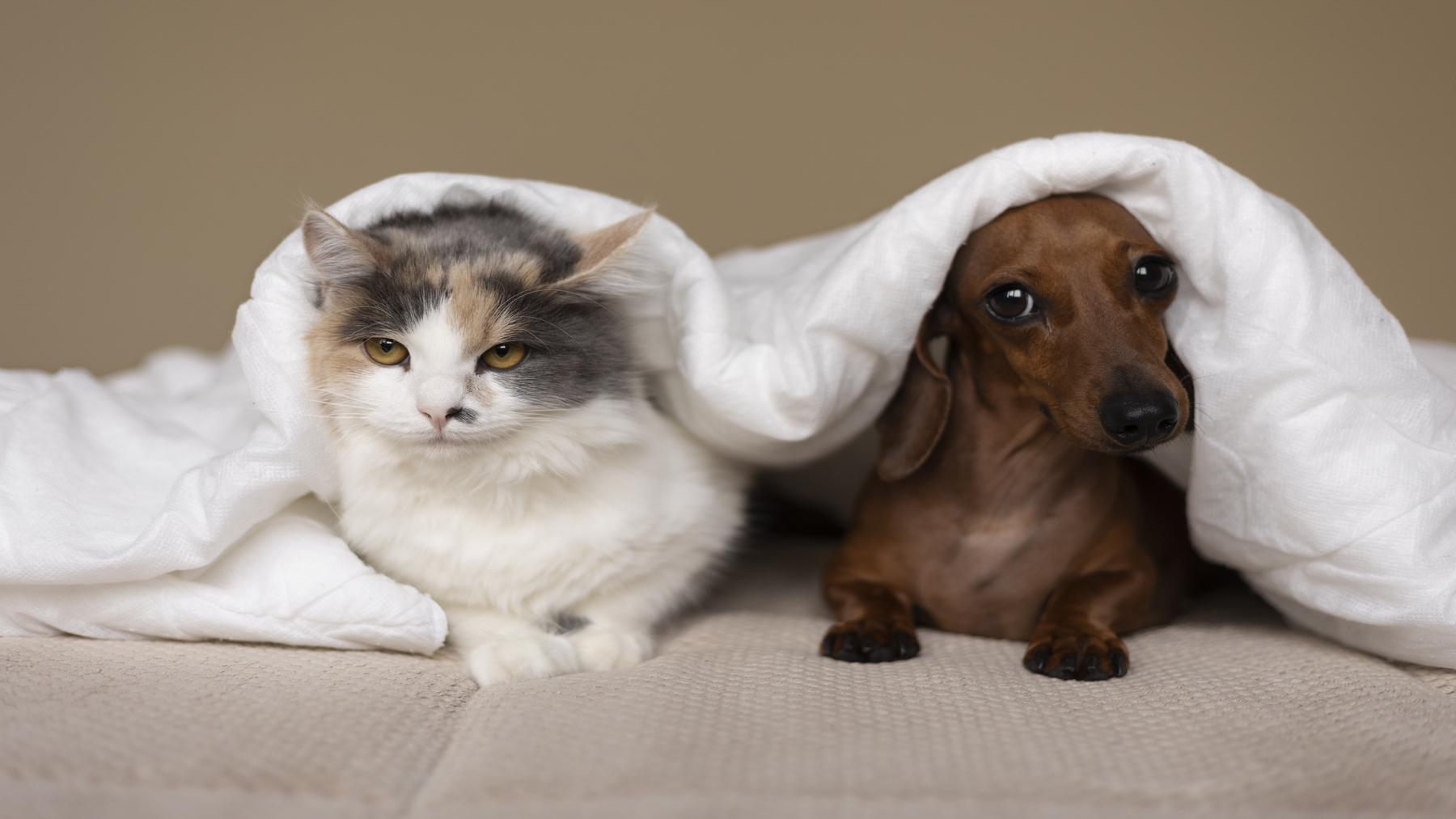 La UE aprueba normas para proteger a perros y gatos del abuso