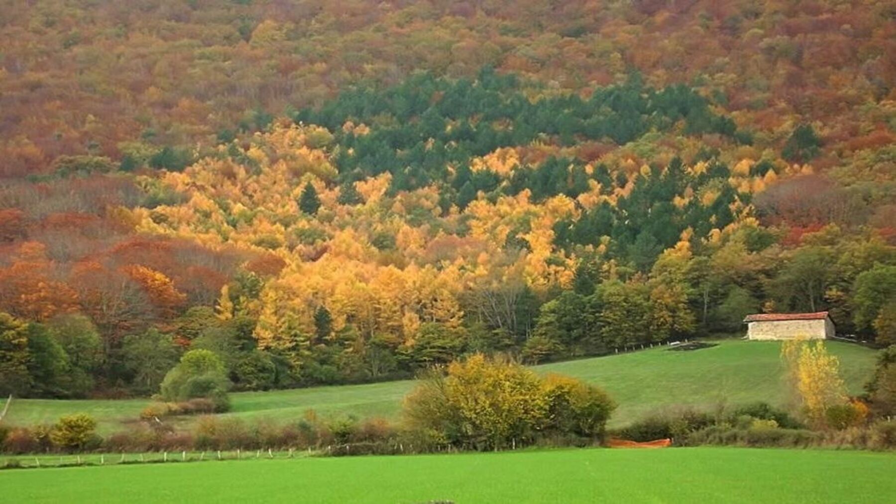Paisaje forestal relacionado con el nuevo plan de gestión de los robledales de Ultzama y Basaburua