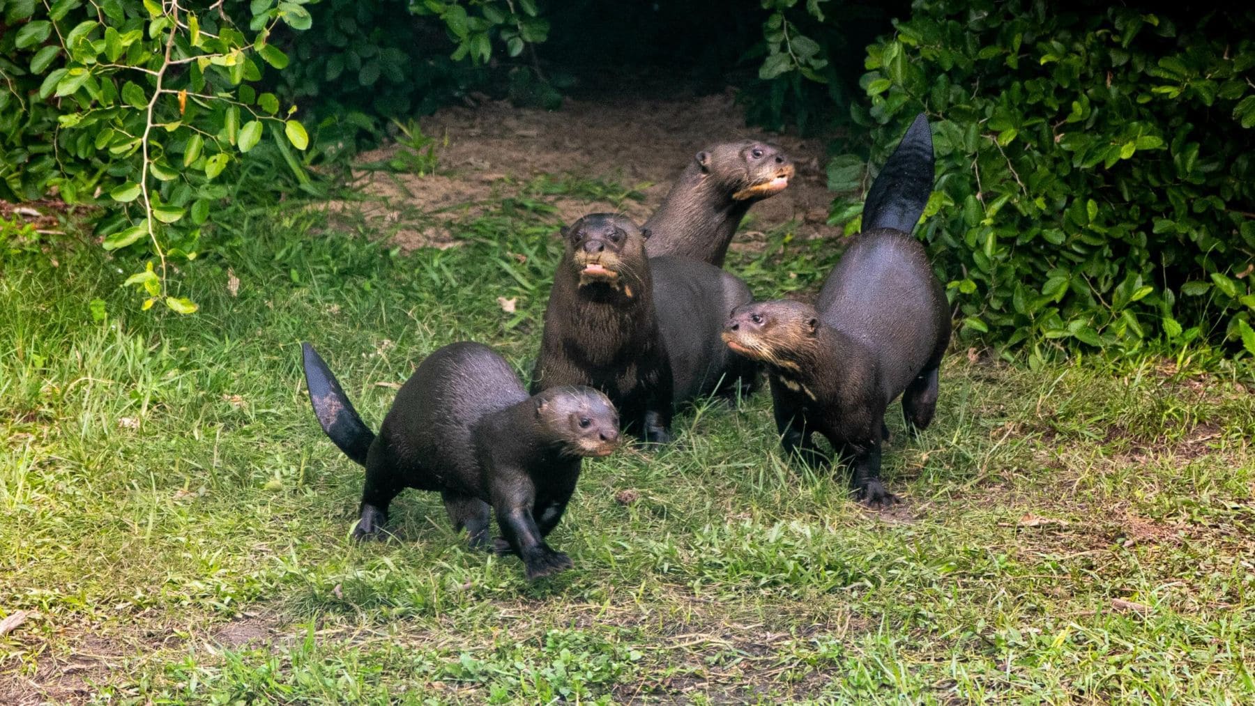 Familia de nutrias gigantes liberada en el Parque Iberá de Argentina tras 40 años desaparecida en la región.