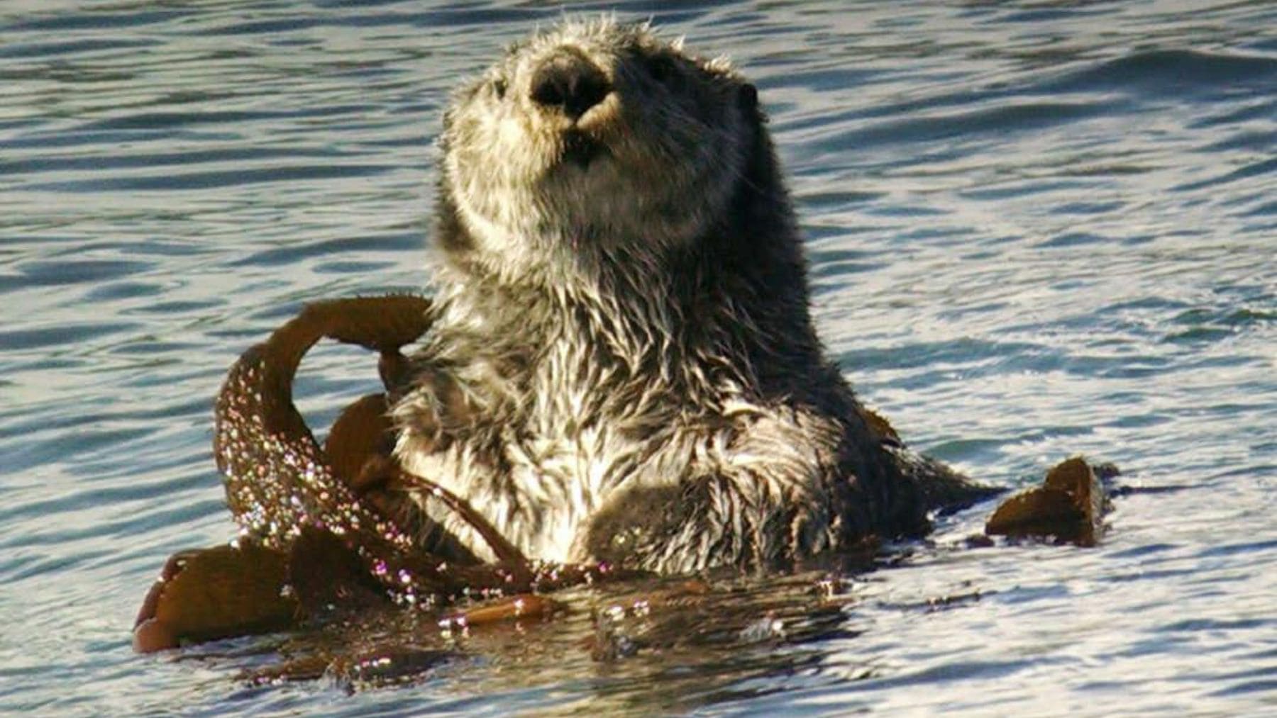 Nutria marina flotando entre algas kelp en la costa de California.