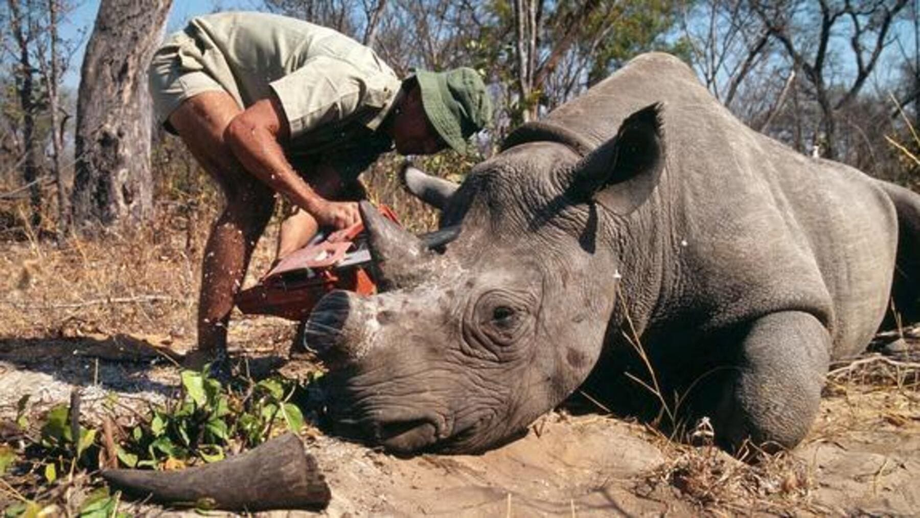 Cinco presuntos cazadores furtivos de rinocerontes murieron durante un tiroteo con la Policía en Sudáfrica