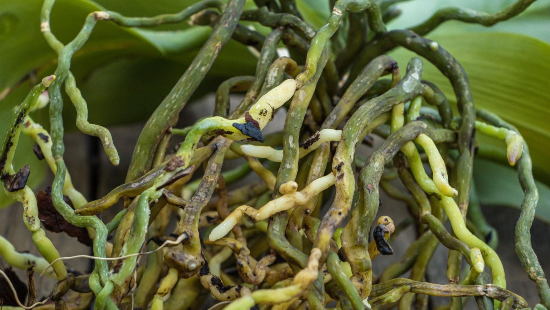 Raíces aéreas de una orquídea Phalaenopsis creciendo sanas fuera de la maceta.
