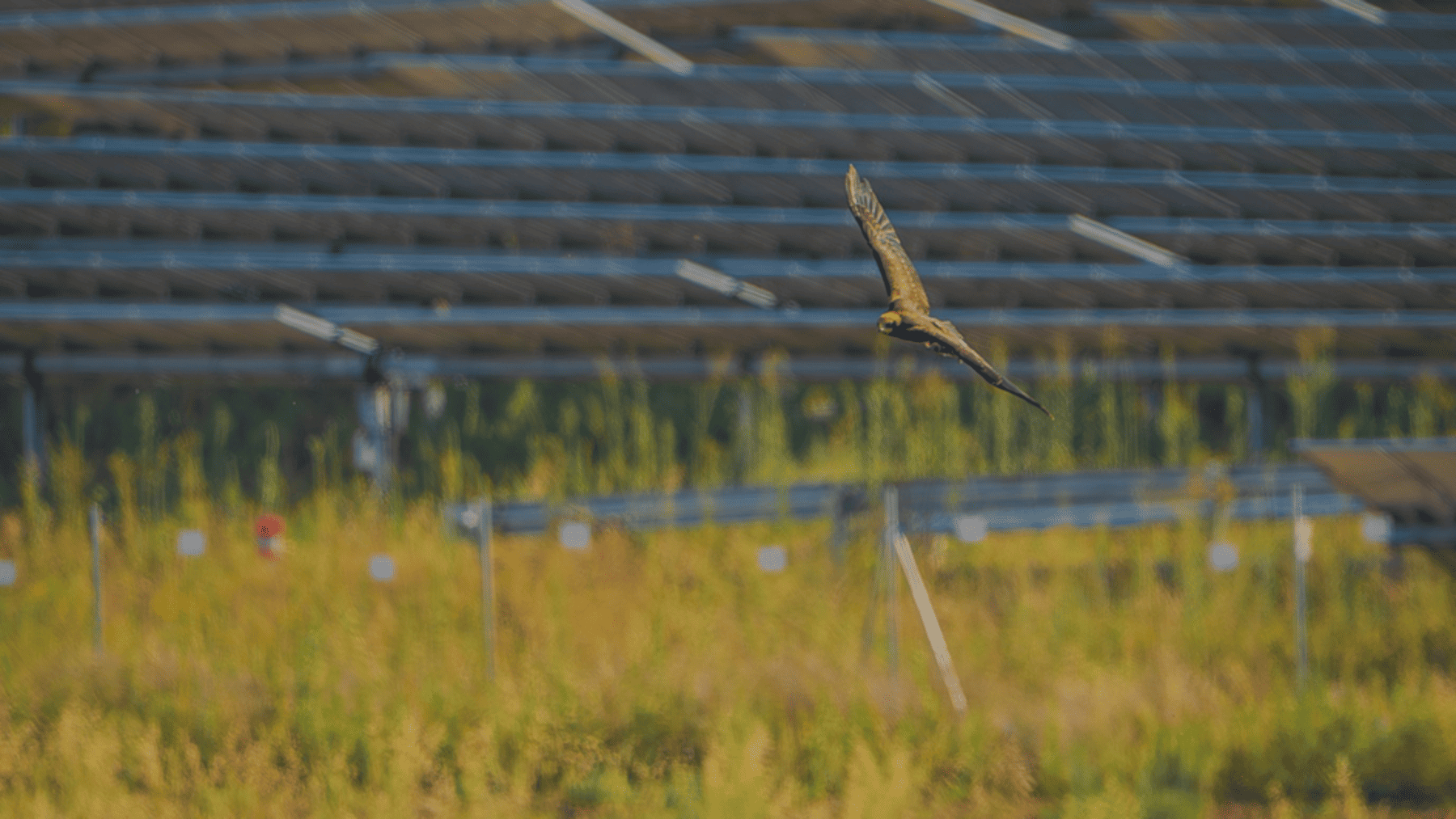 Los parques solares favorecen la biodiversidad