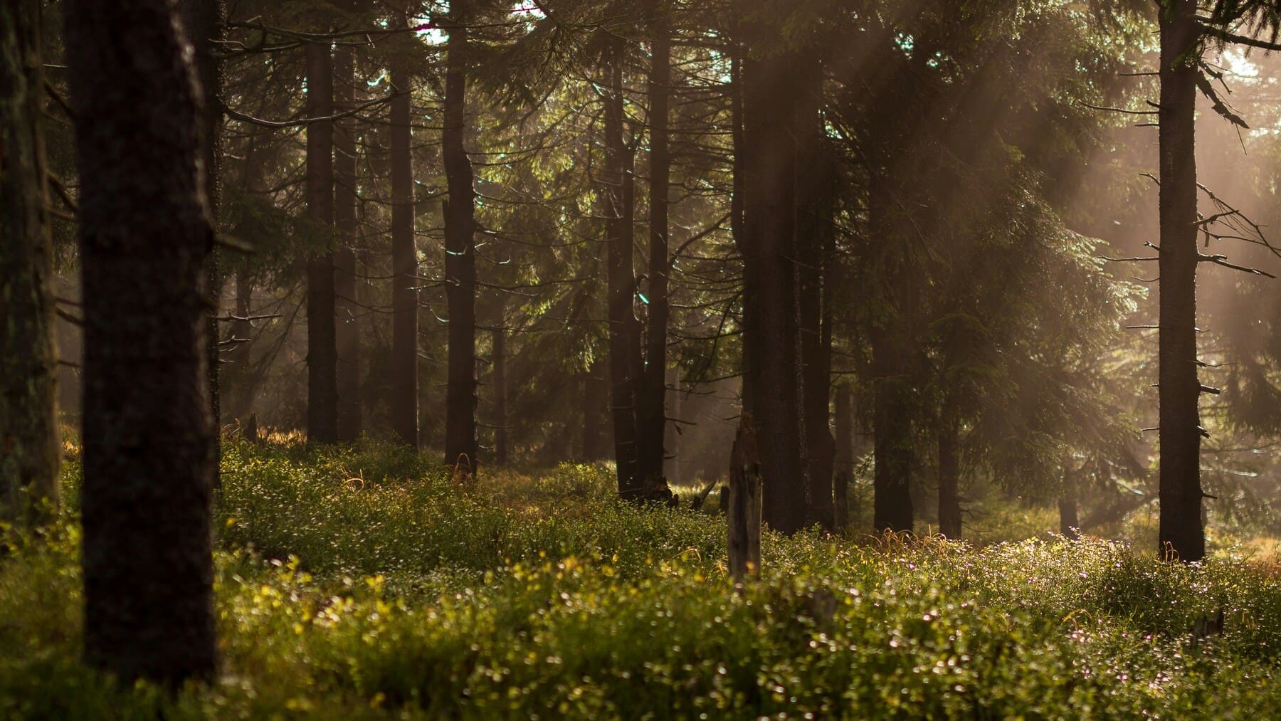 fragmentos de bosque y biodiversidad en paisaje agrícola con aves protegidas