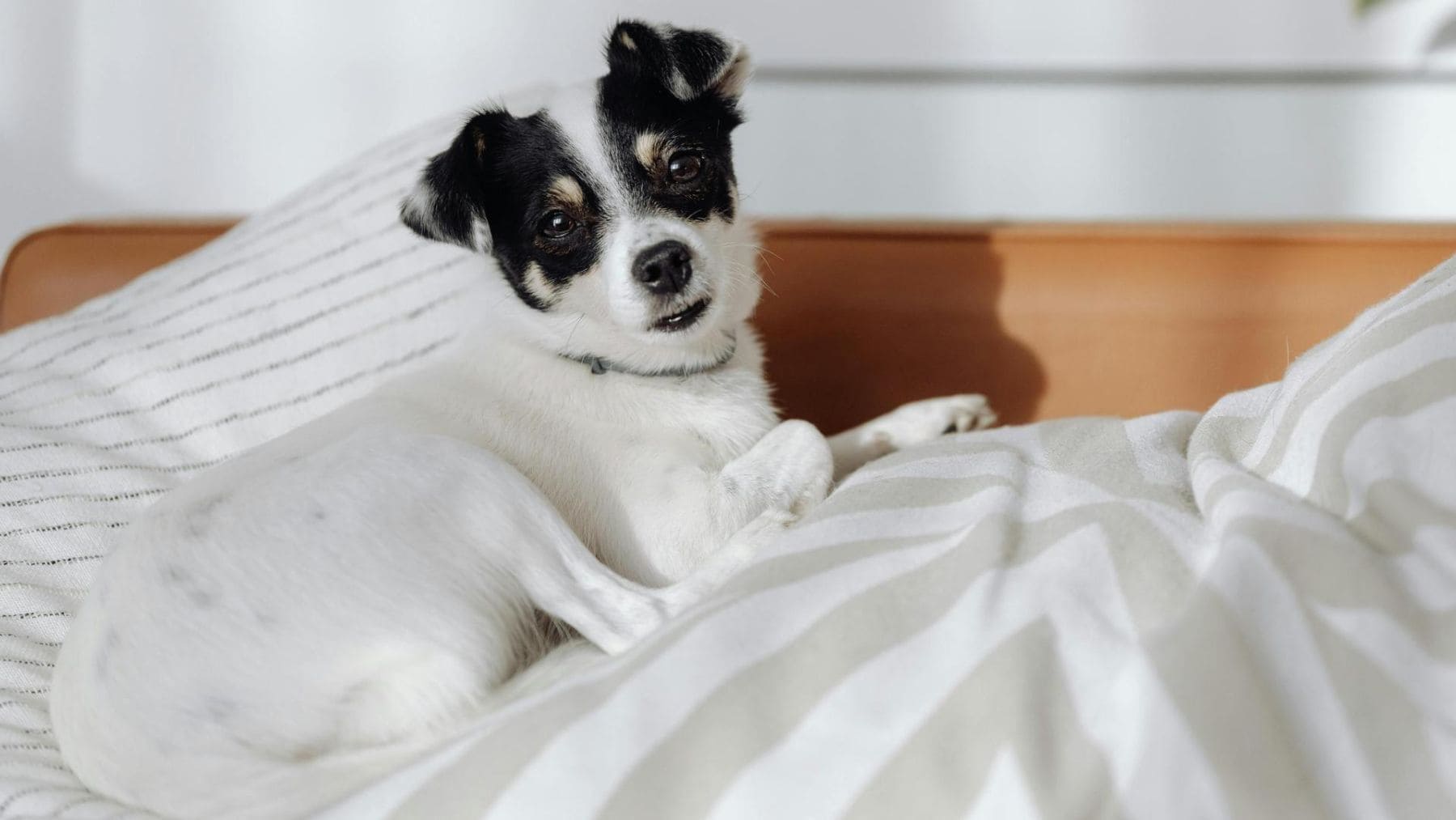 Perro descansando sobre una cama junto a su familia durante la noche.