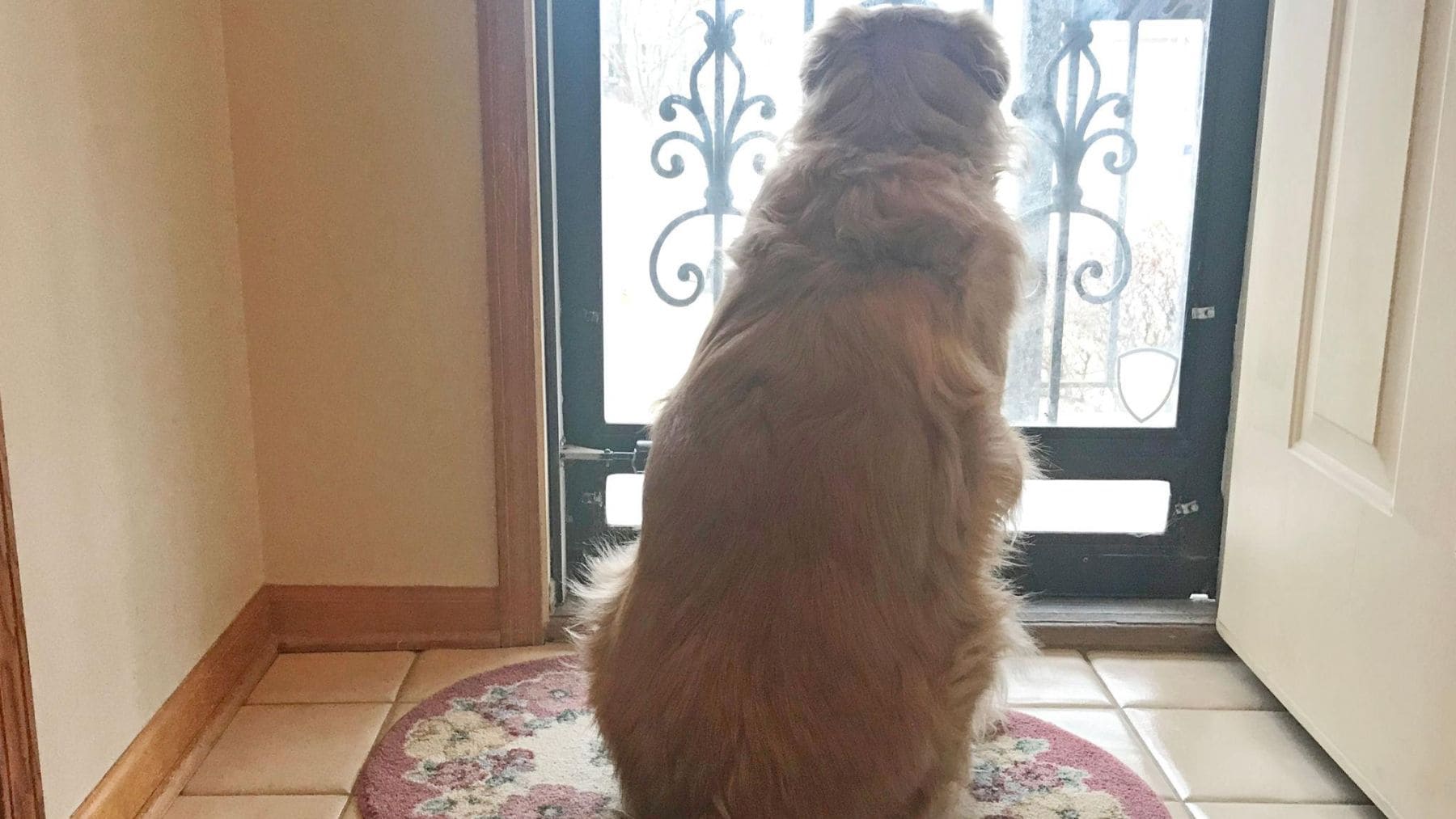 Perro esperando junto a la puerta de casa antes de que llegue su dueño.