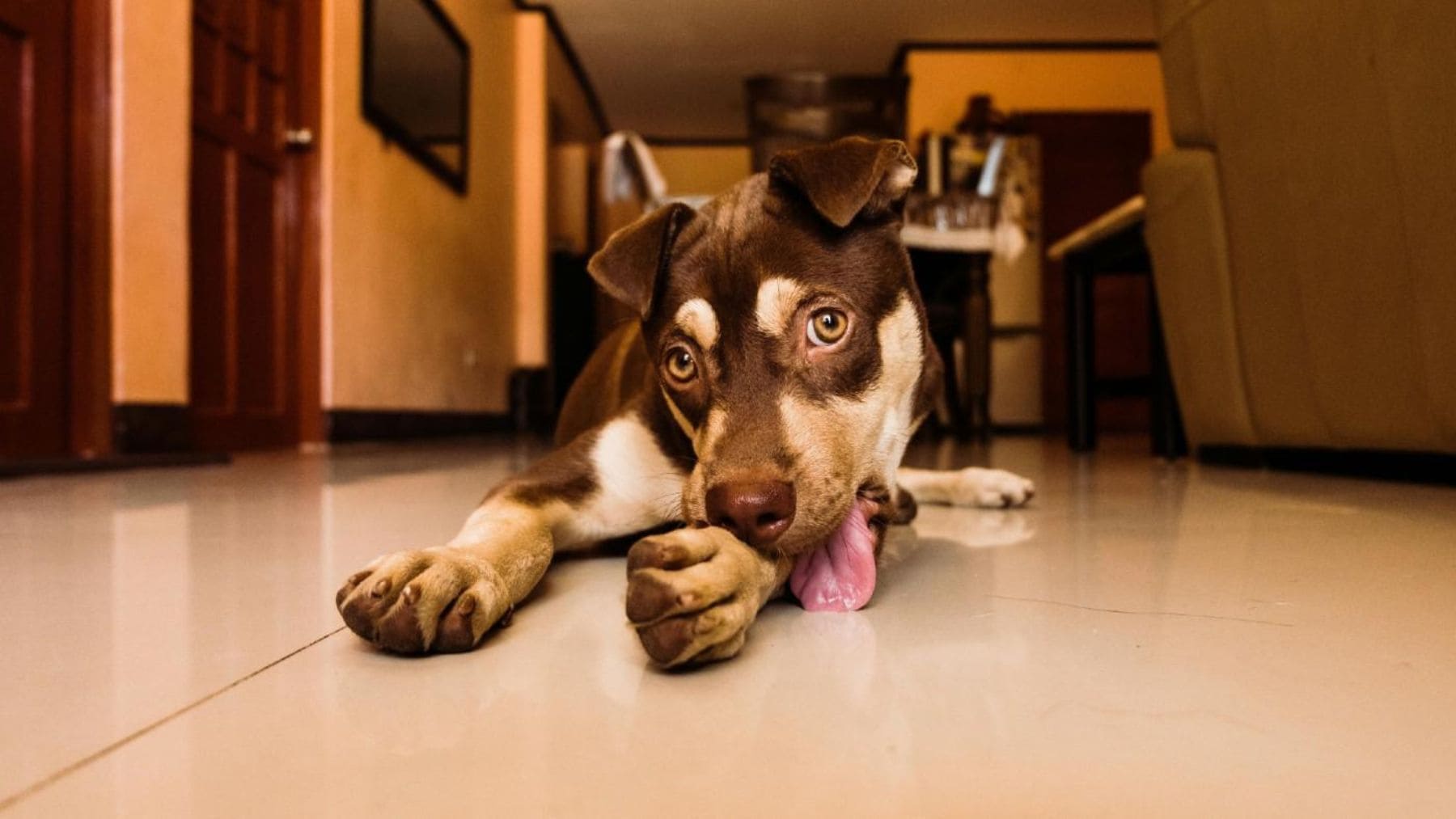 Perro lamiéndose las patas dentro de casa por posibles alergias o problemas de salud.