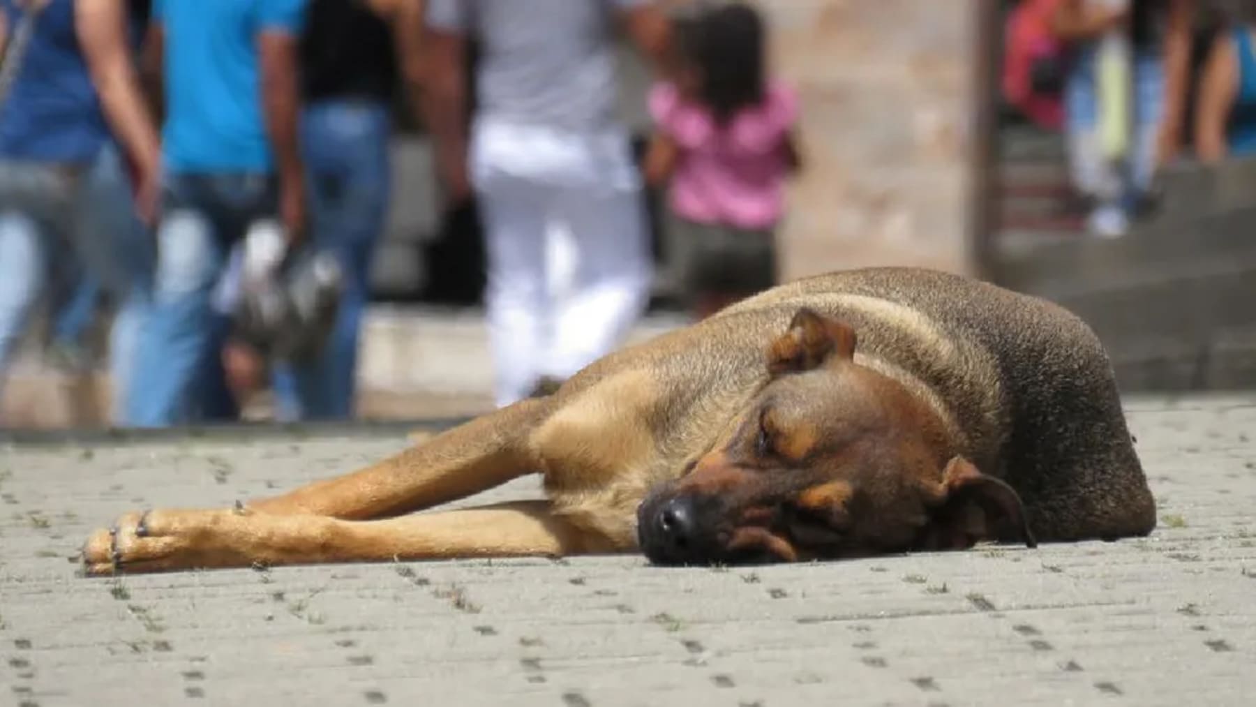 perros callejeros en Marruecos en calles de Casablanca