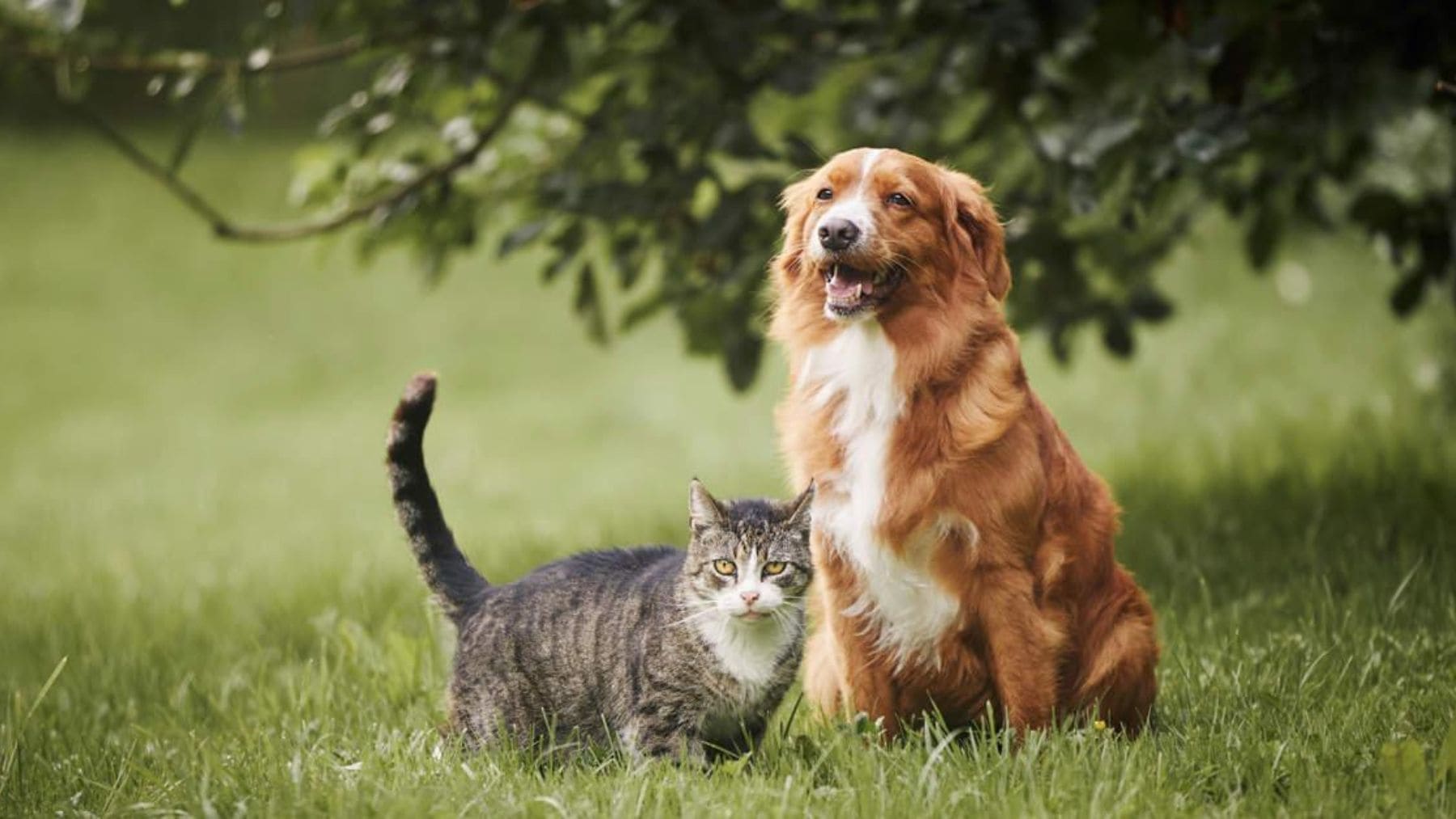Perro y gato juntos en el jardín relacionados con un estudio de psicología sobre personalidad y mascotas.