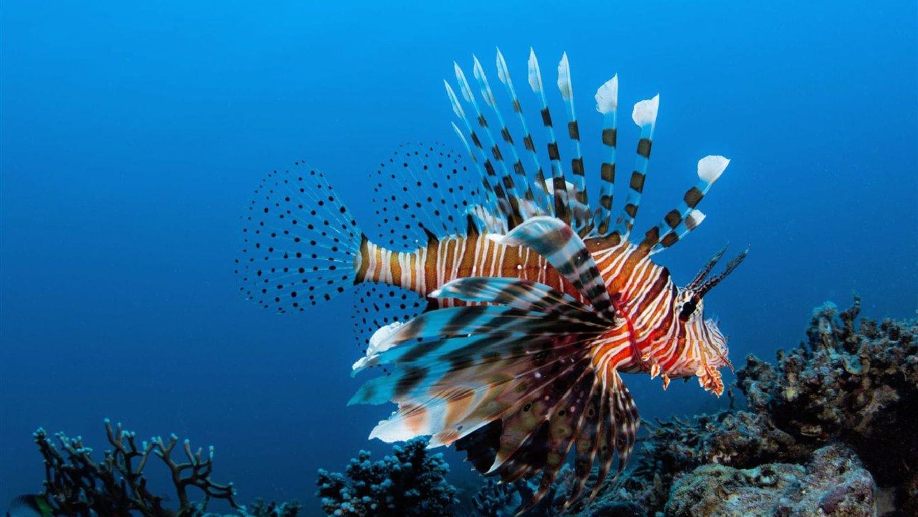 Pez león invasor y venenoso nadando sobre un arrecife de coral en aguas tropicales
