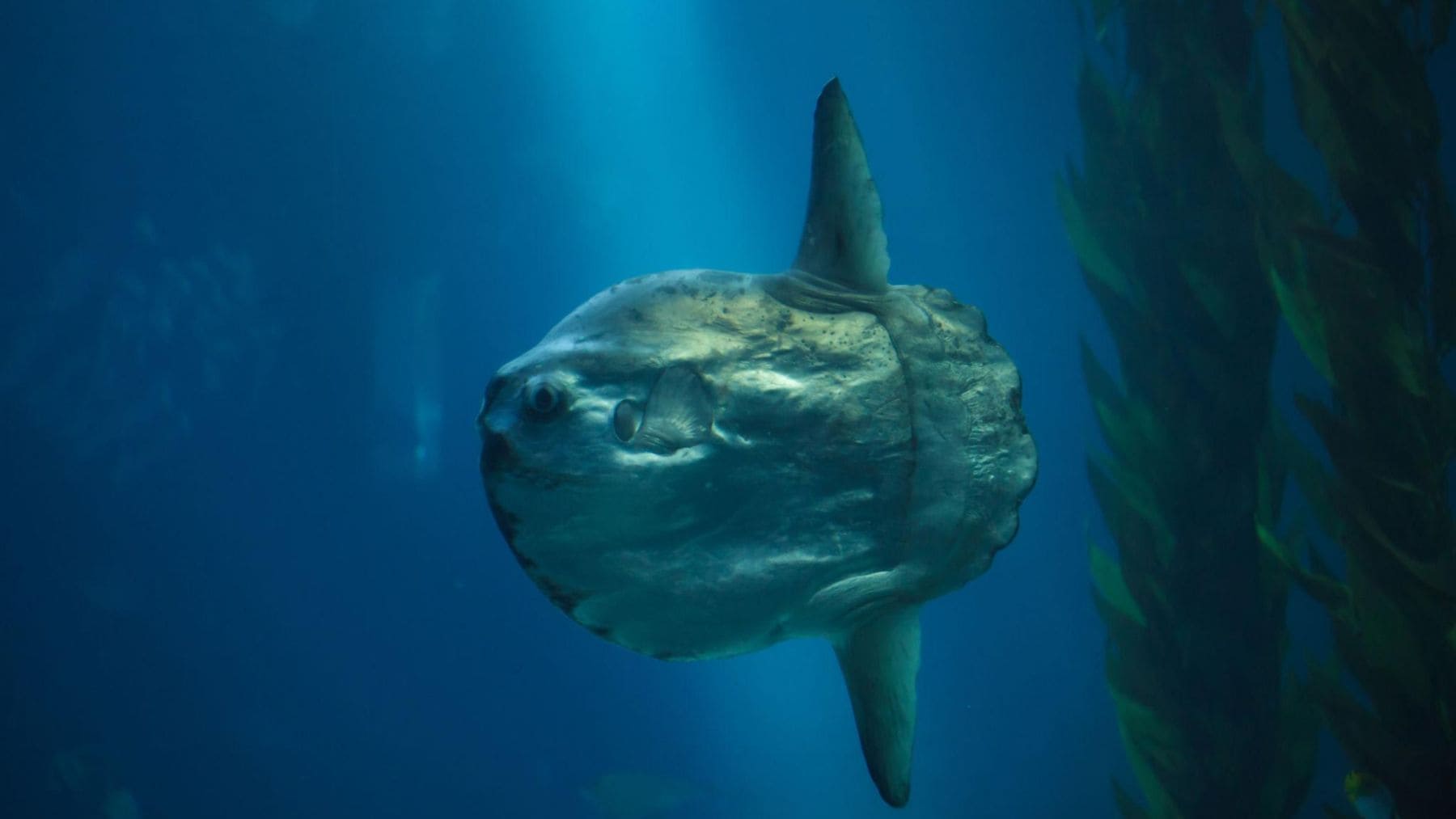 Pez luna gigante (Mola mola) nadando cerca de la superficie del océano tras emerger de aguas profundas.