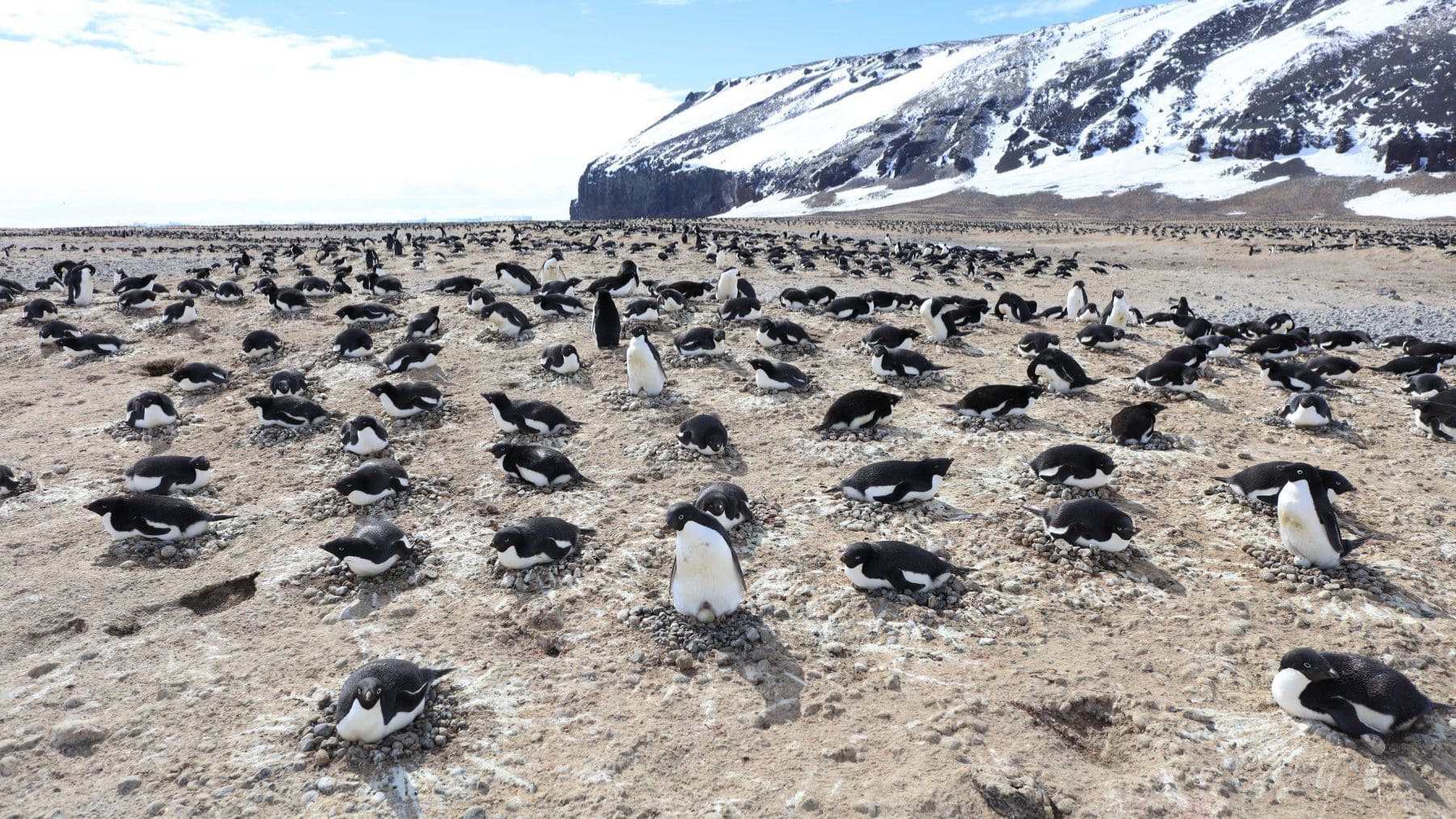 Colonia de pingüinos Adelia en la Antártida durante la incubación en una zona cubierta de guano.