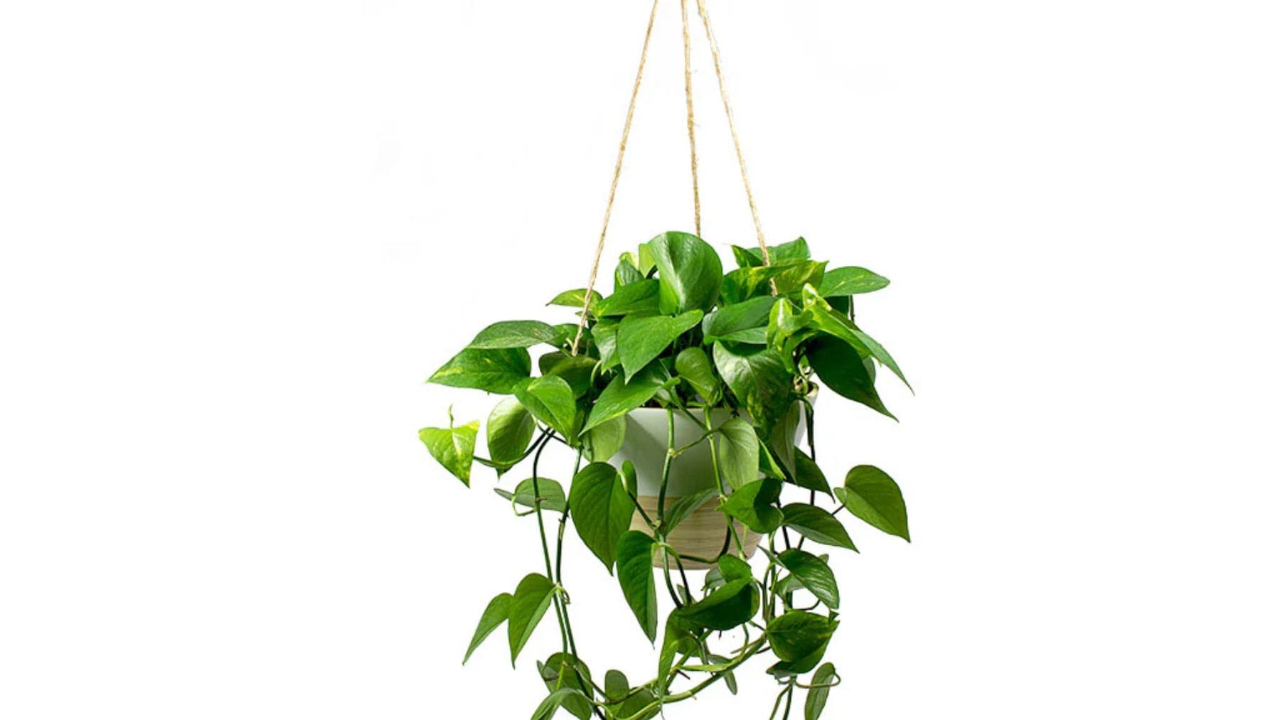 Planta poto colgante recomendada por la NASA para purificar el aire y refrescar la casa en verano.