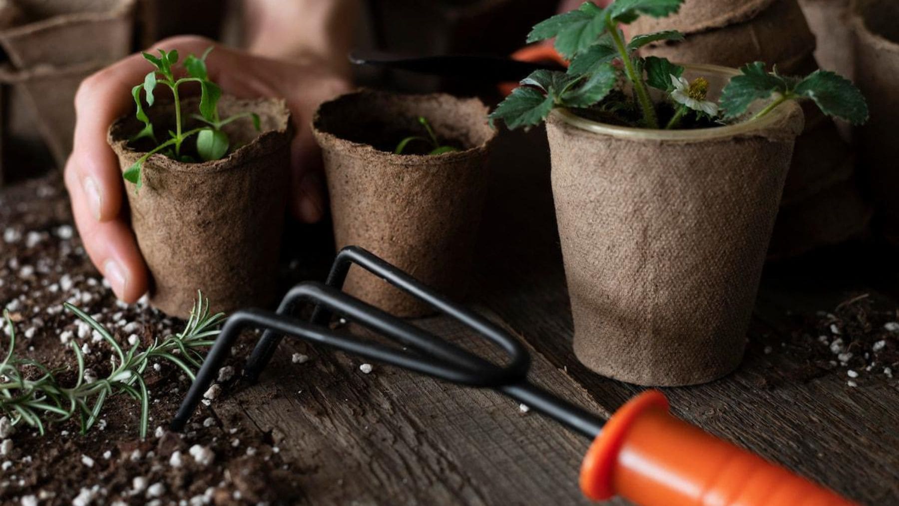 Plántulas y macetas de cultivo usadas para explicar el truco viral de enterrar cerillas en la tierra.