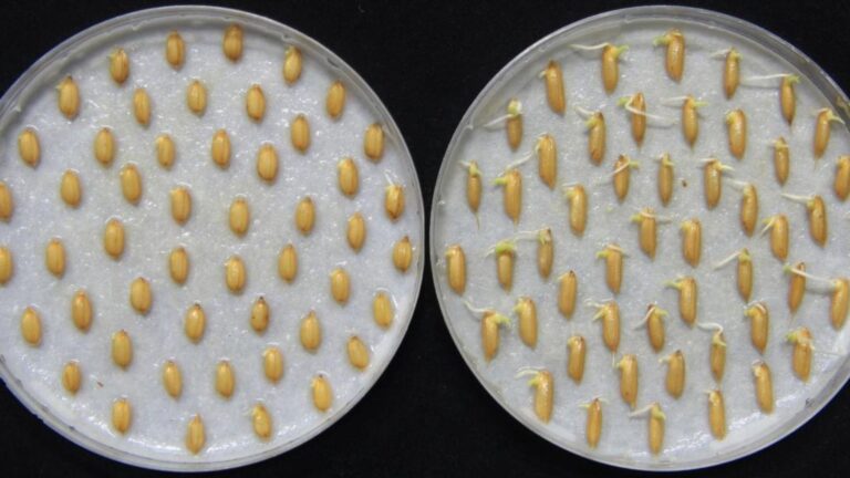 Semillas de arroz germinando tras percibir las vibraciones del sonido de la lluvia en un experimento del MIT.