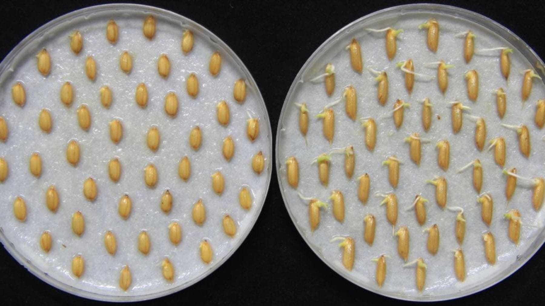 Semillas de arroz germinando tras percibir las vibraciones del sonido de la lluvia en un experimento del MIT.