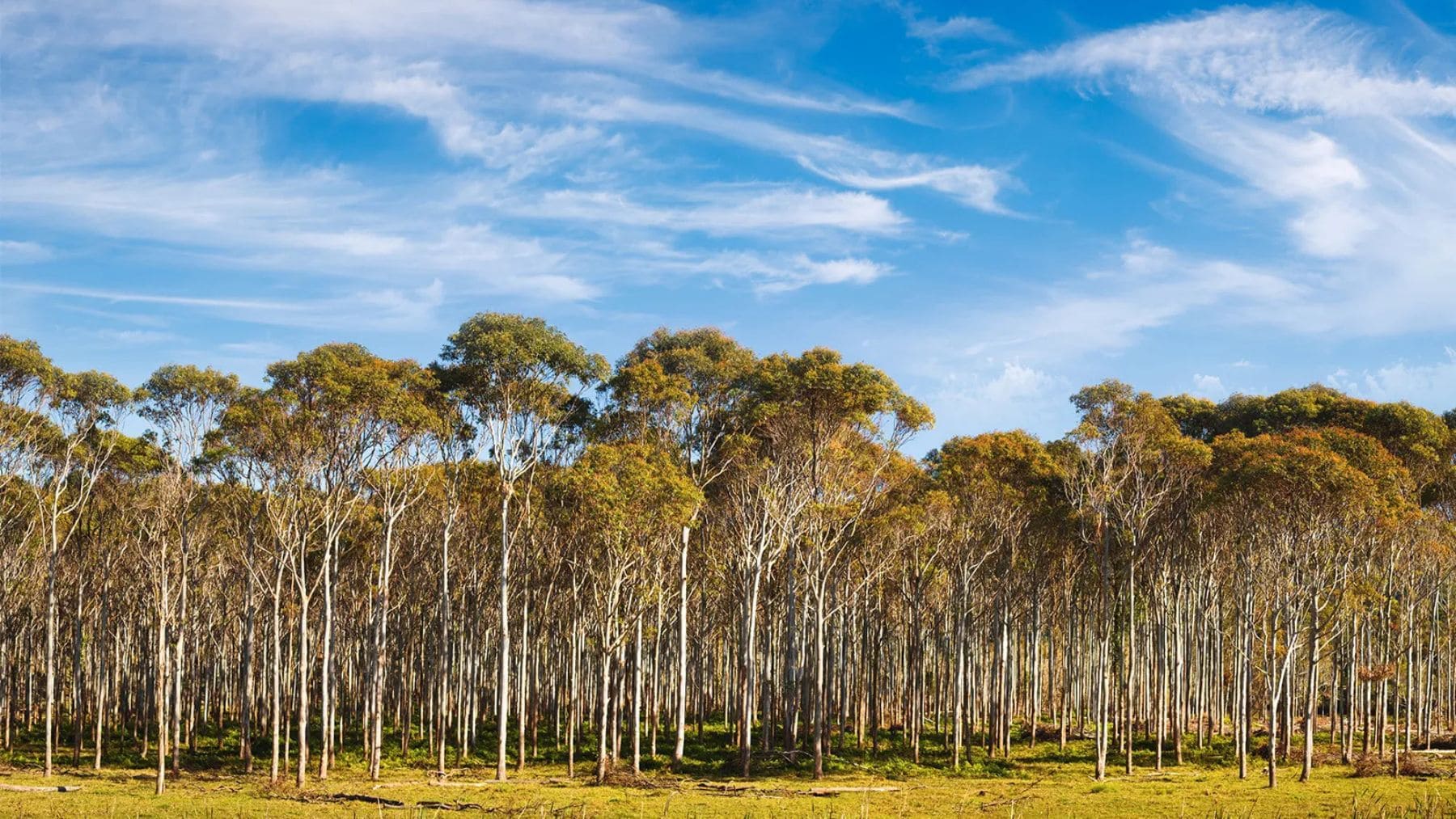Bosque de eucaliptos amenazado por el cambio climático según un estudio sobre extinción de plantas.