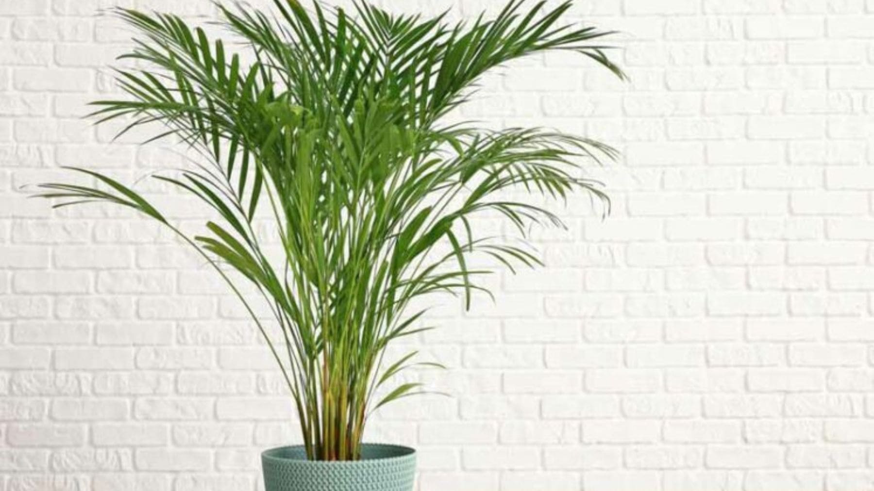 Palma areca en interior luminoso utilizada para refrescar la casa en verano.
