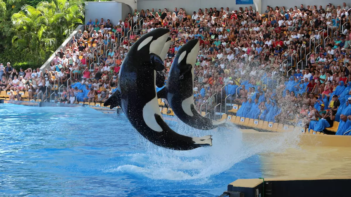 Colectivos animalistas rechazan el posible traslado de Wikie y Keijo a Tenerife.