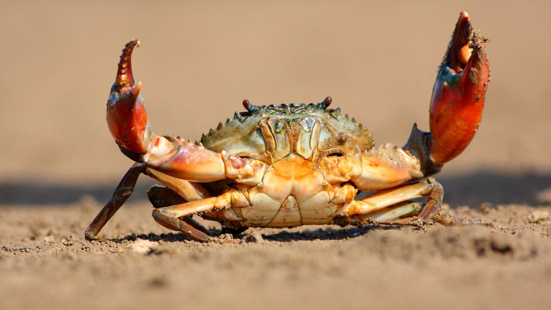 Cangrejo caminando de lado sobre la arena en una playa