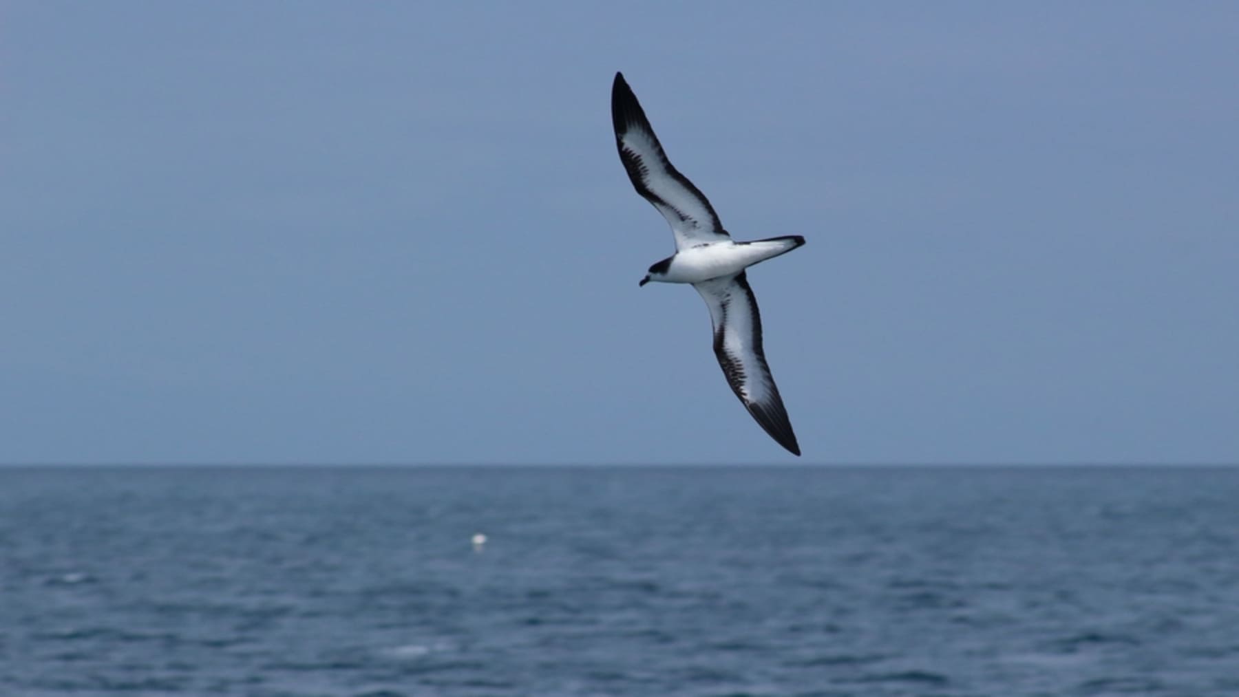 premio Whitley reconoce la conservación del petrel en Galápagos en su hábitat natural