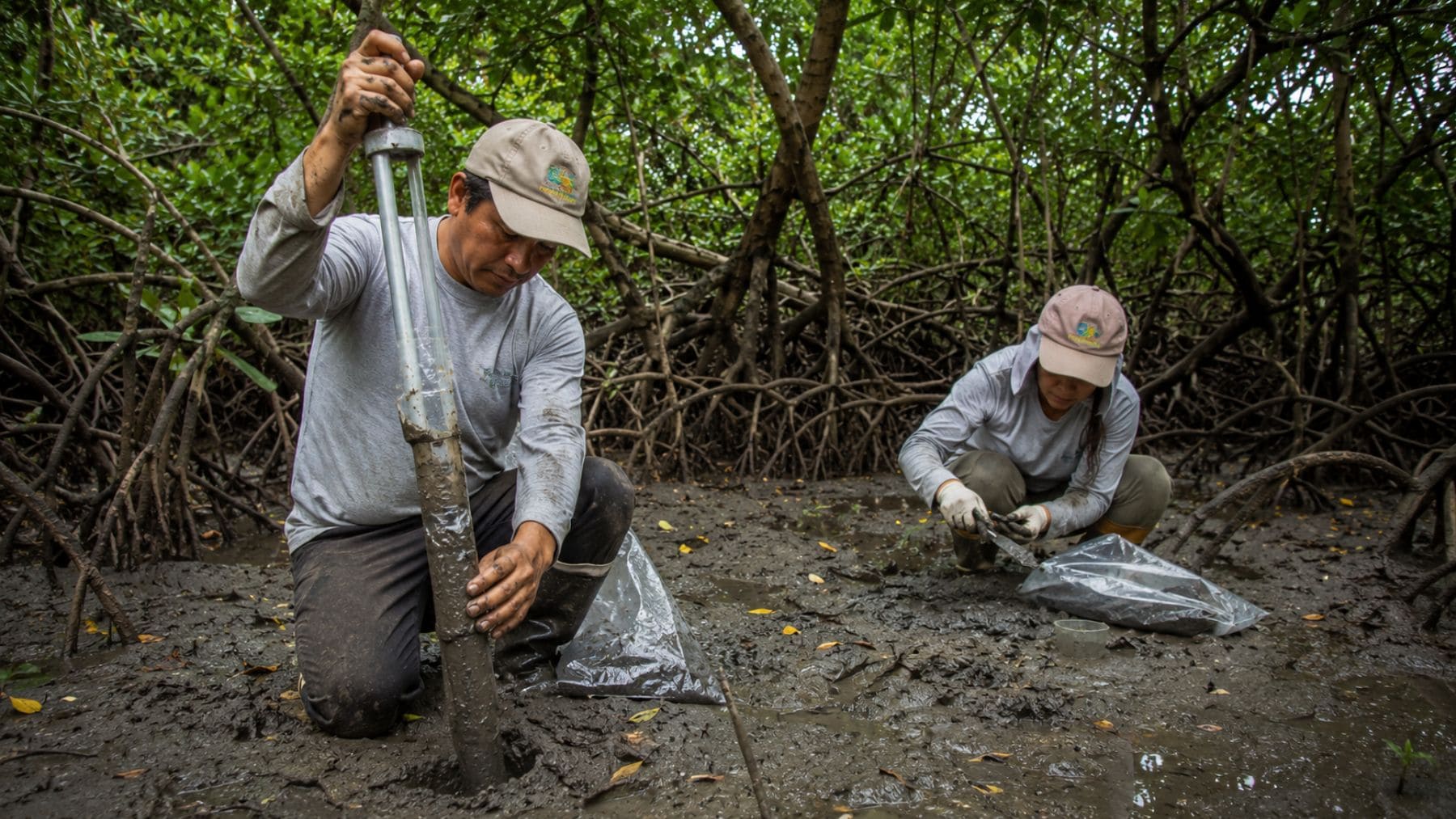 Investigadores extraen sedimentos en Los Manglares de Tumbes para medir carbono azul en Perú.