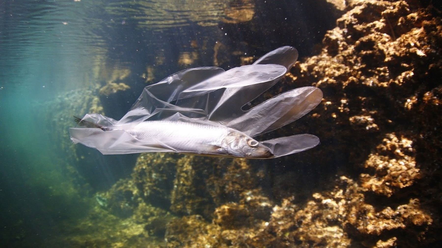 MARLICE 2026 convertirá Tenerife en epicentro internacional contra las basuras marinas
