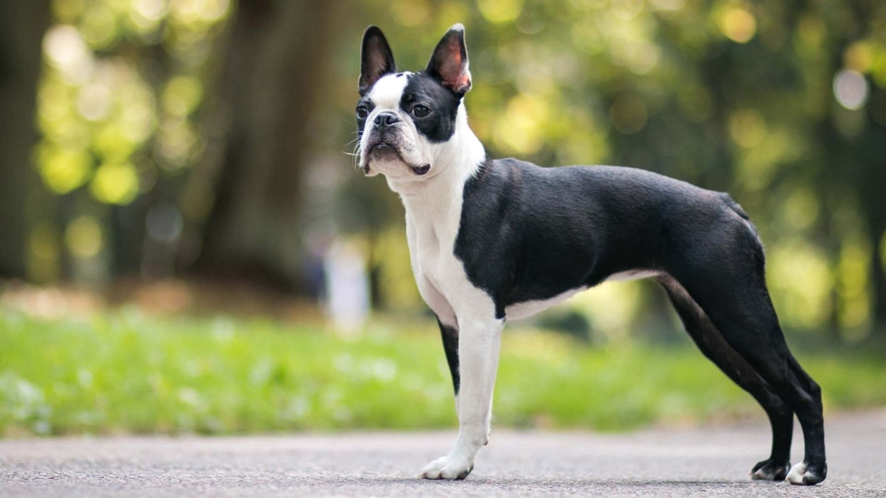 Boston terrier, una de las razas de perro que menos pelo sueltan y menos cuidados de peluquería necesitan.
