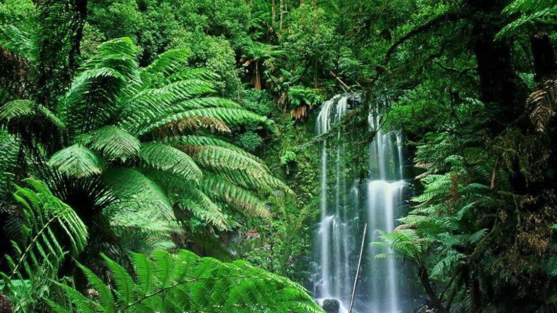 regeneración natural de los bosques tropicales con biodiversidad recuperada