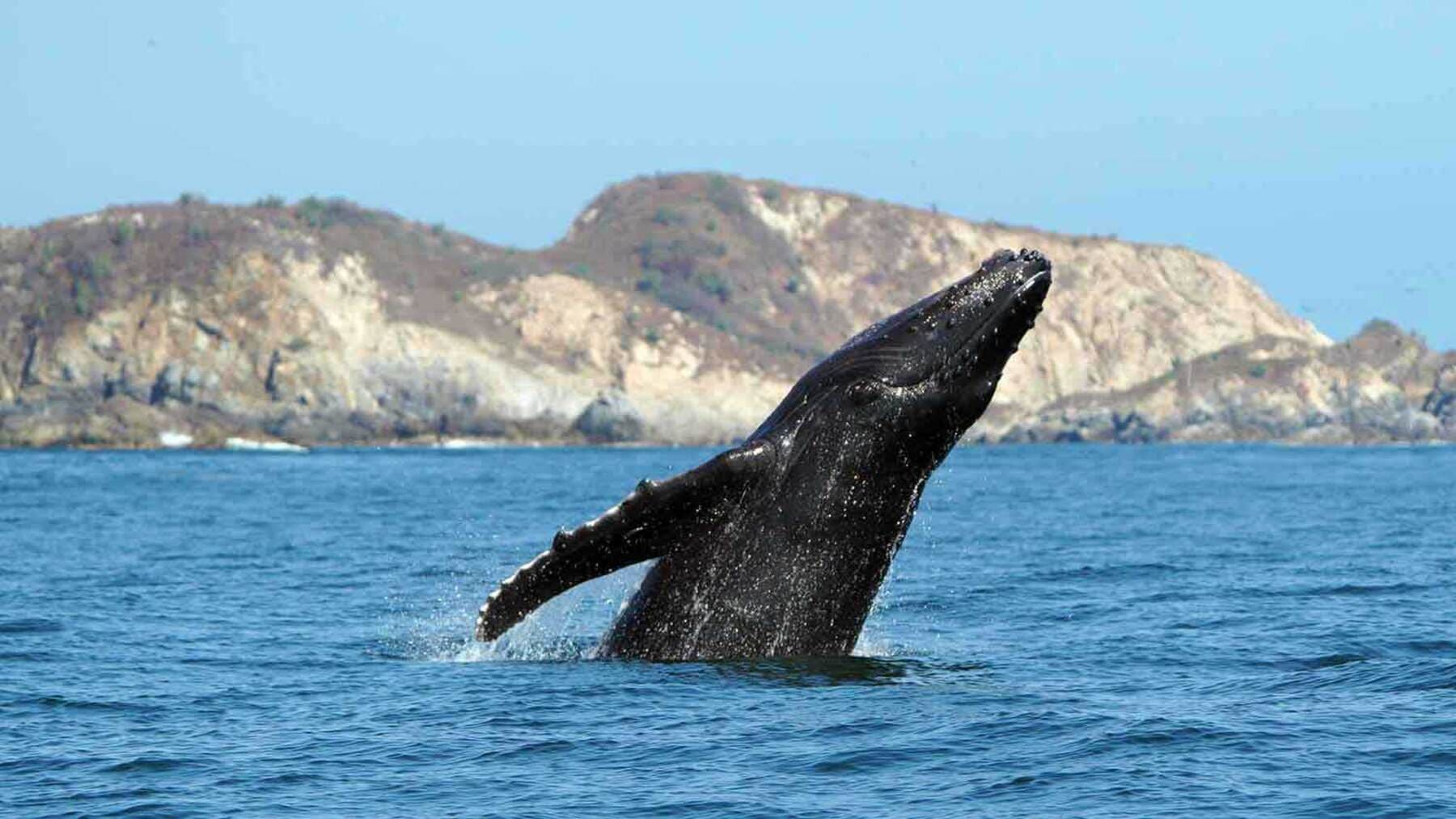 Ballena jorobada liberada en el mar del Norte tras quedar varada en el Báltico tras un operación de rescate millonaria transporte