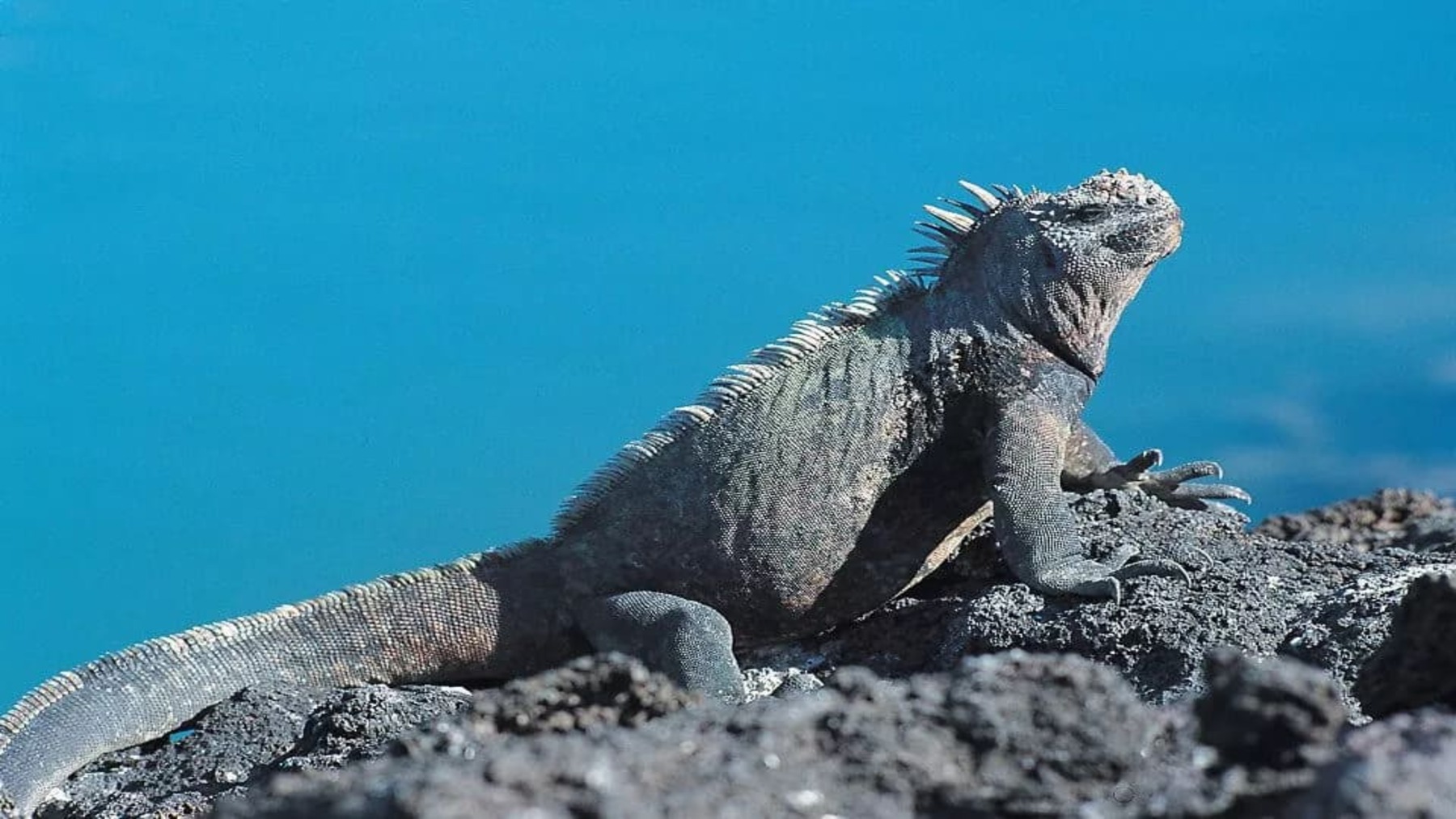 iguanas marinas de Galápagos halladas en un caso de tráfico ilegal en Ecuador