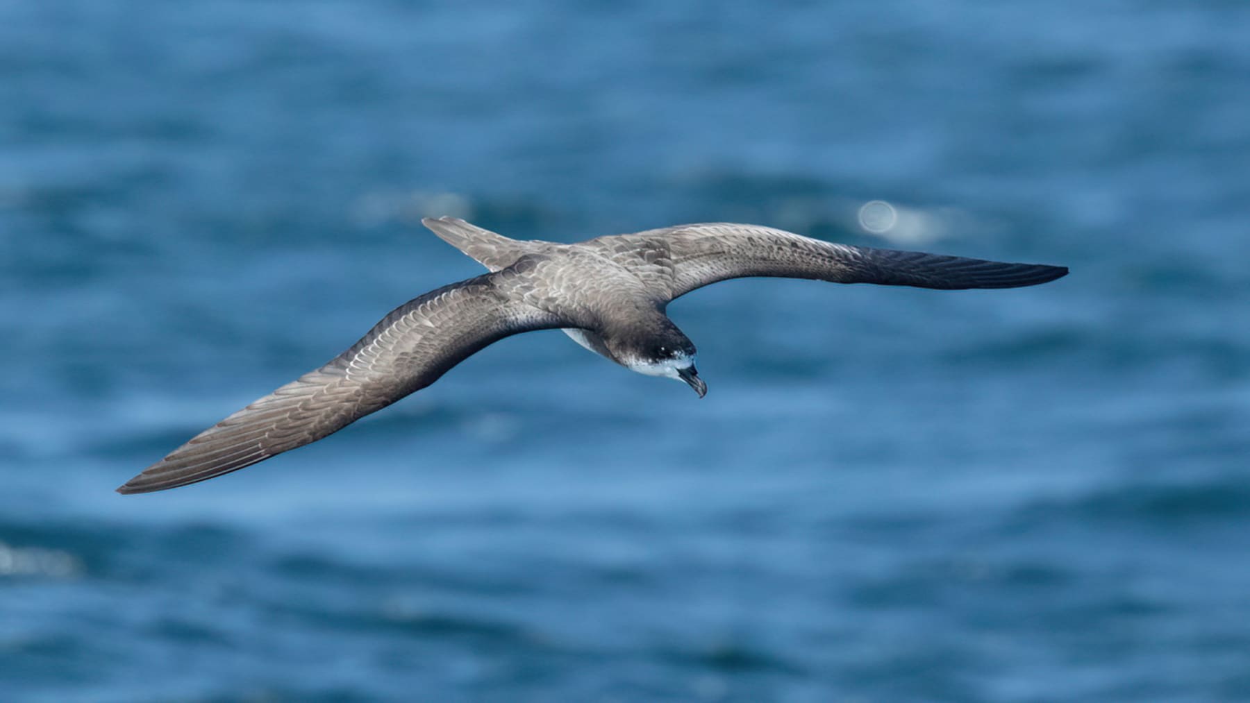 reserva en Galápagos protege al petrel en peligro crítico en su hábitat natural