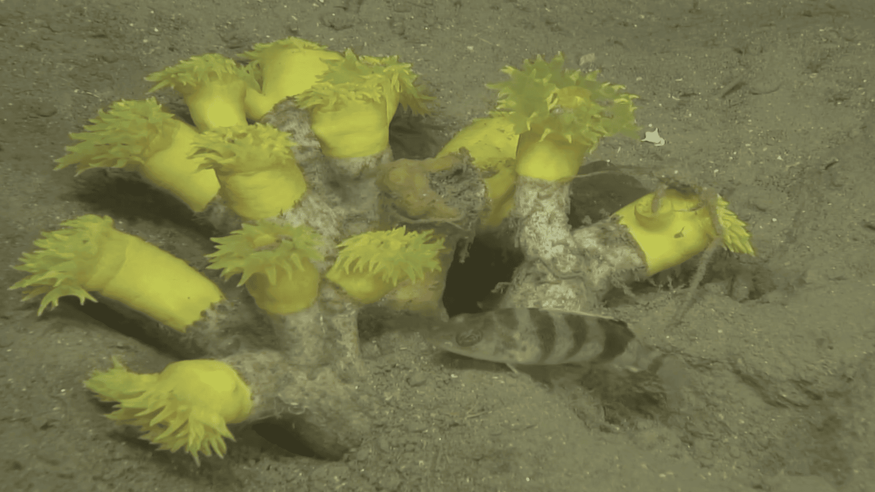 Proyecto LIFE ECOREST recupera ecosistemas marinos con corales y gorgonias en Cataluña