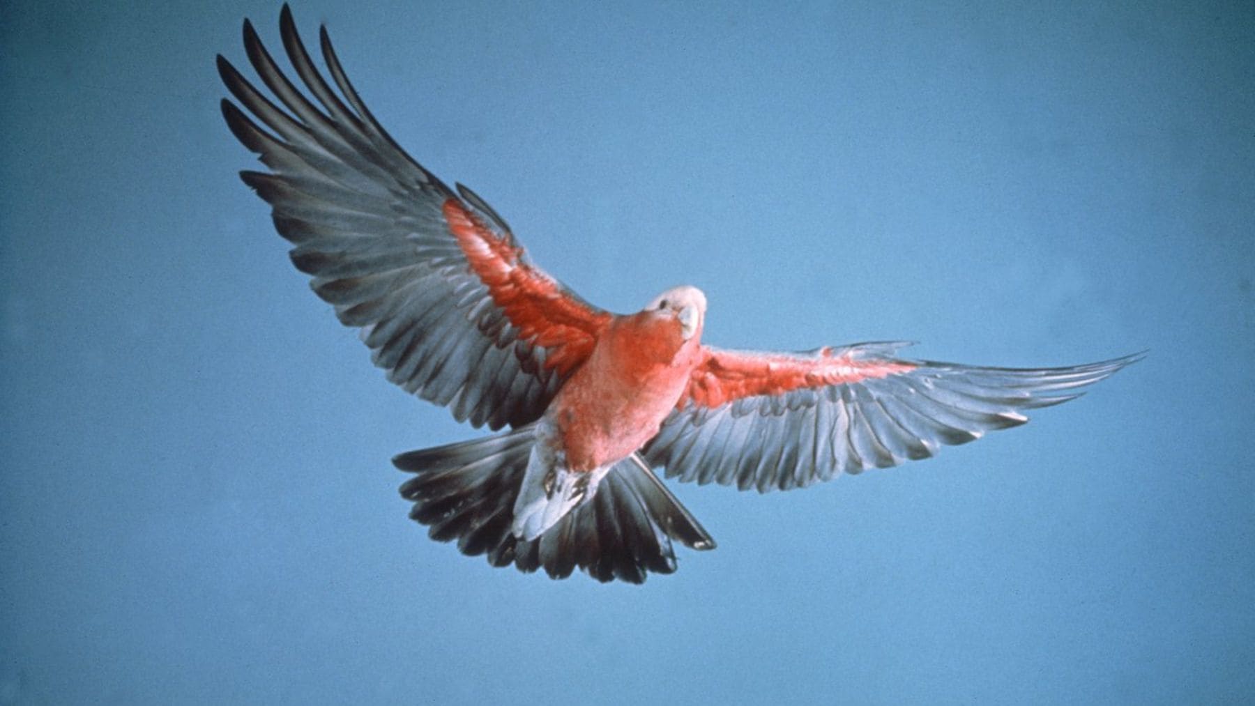 Cacatúa rosada australiana en vuelo tras la polémica por el permiso para matar 20.000 aves nativas.