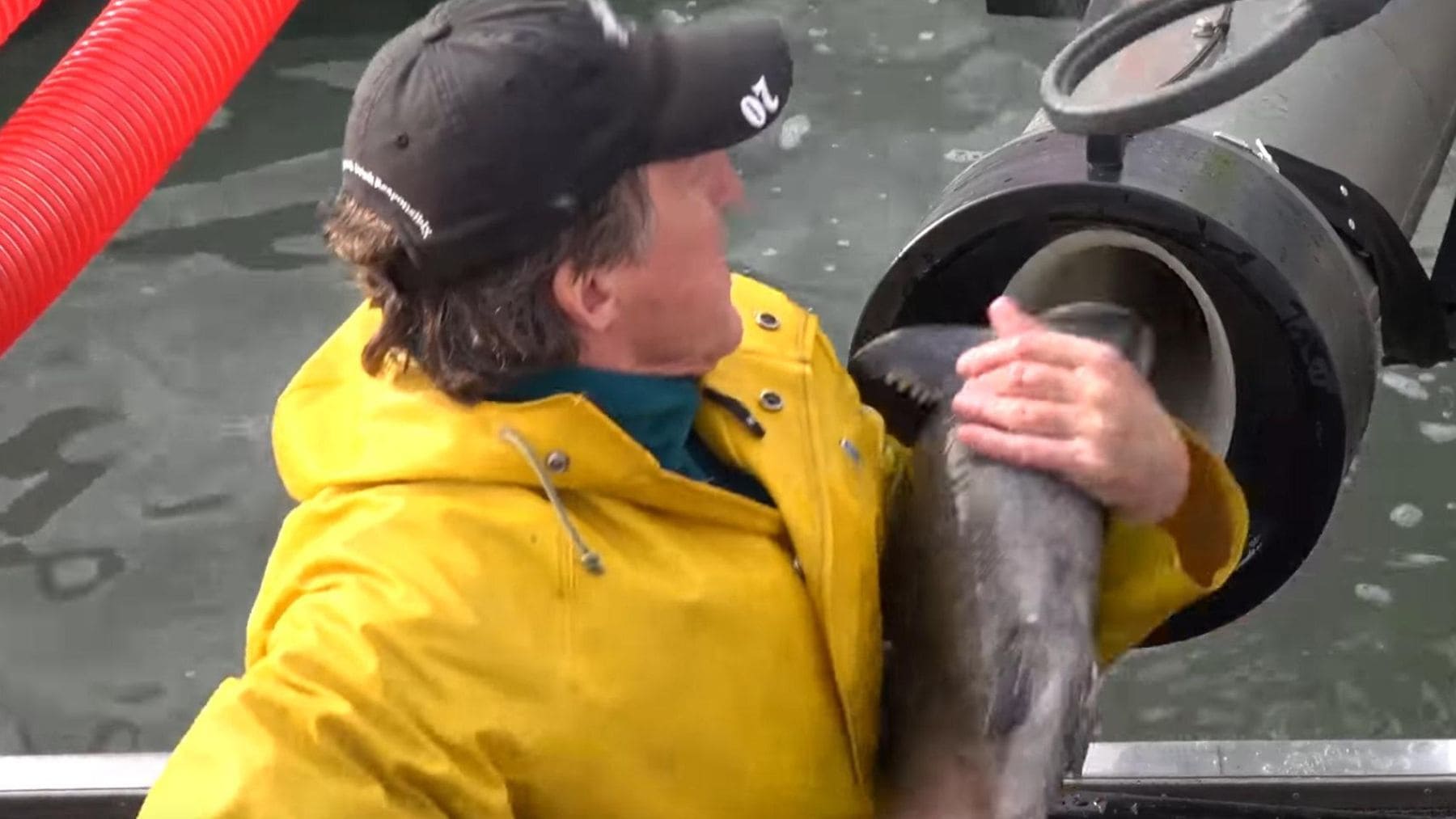 Operario introduce un salmón en el sistema neumático Whooshh para ayudar a peces migratorios a superar presas.
