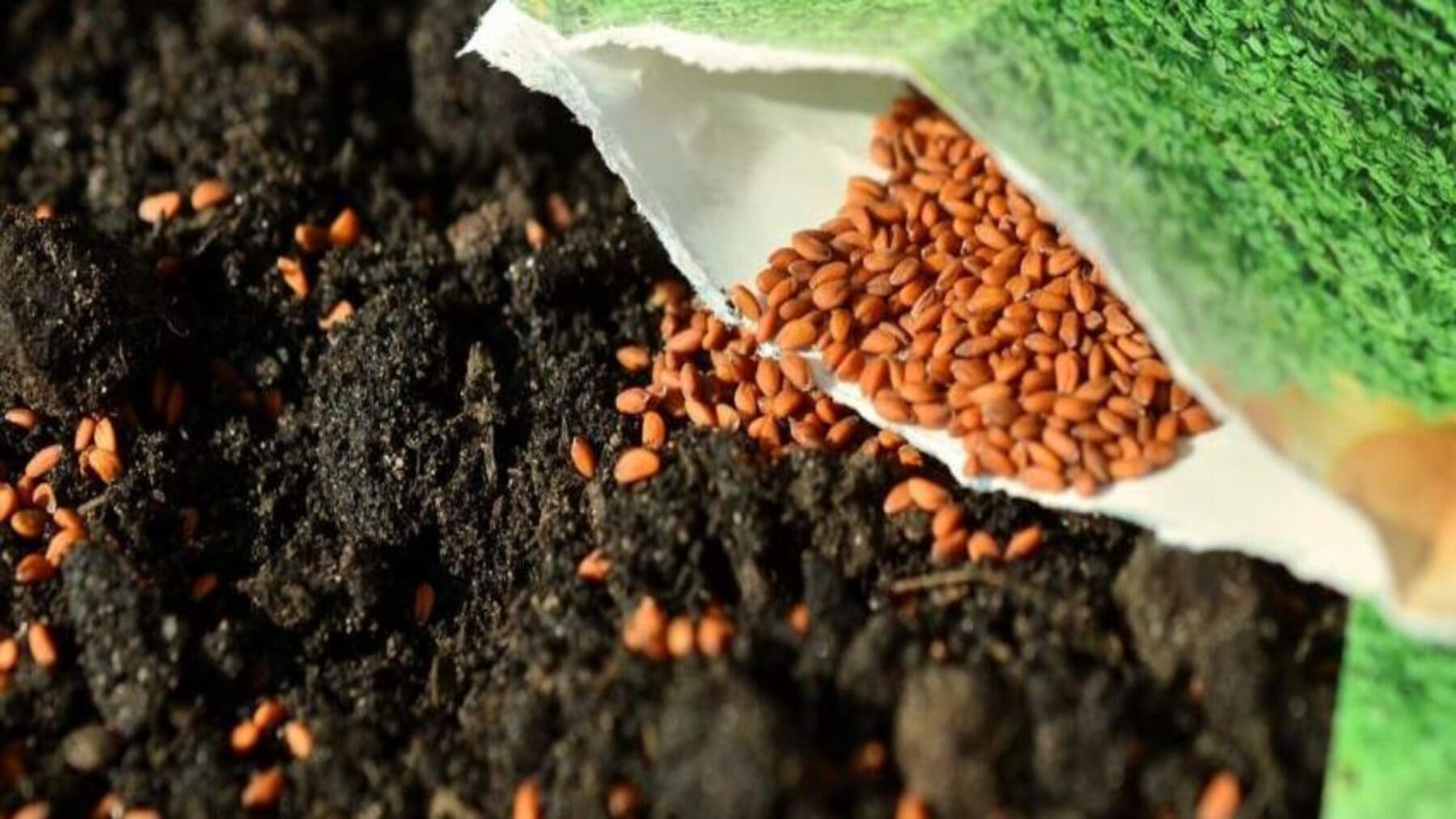 La policía impide la venta de semillas de especies invasoras en tiendas de Canarias tras una operación ambiental