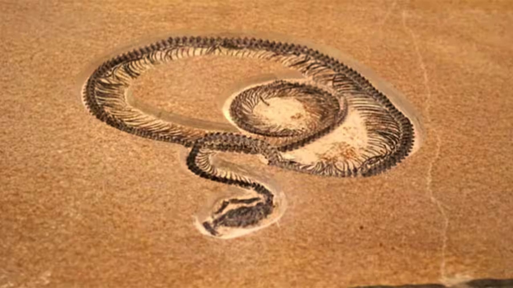 Recreación realista de la serpiente gigante Vasuki indicus en los humedales de la India hace 47 millones de años.