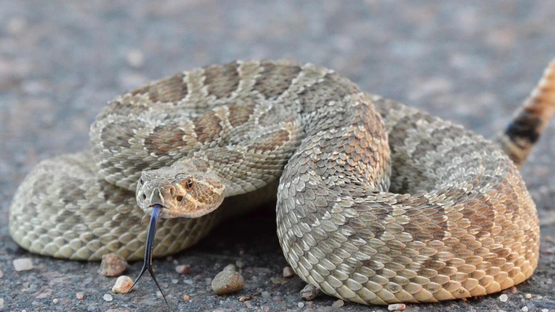 Serpiente de cascabel en una carretera de Colorado durante la alerta por aumento de avistamientos