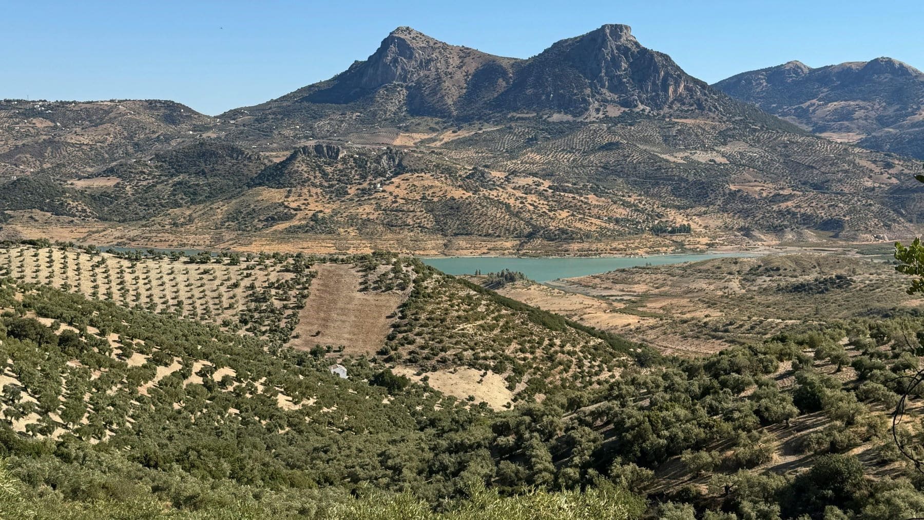 Proyecto Soli O-Live: estudia la salud del suelo del olivar