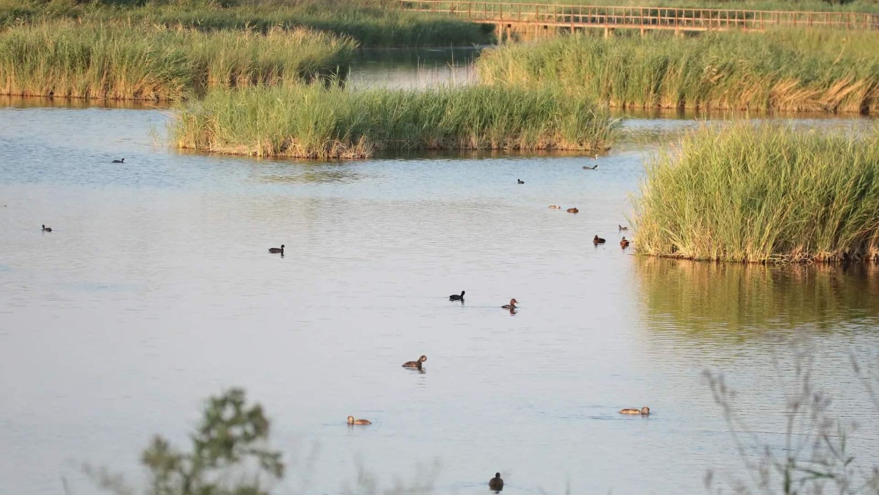 Las Tablas de Daimiel completamente inundadas con aves acuáticas y vegetación en primavera.