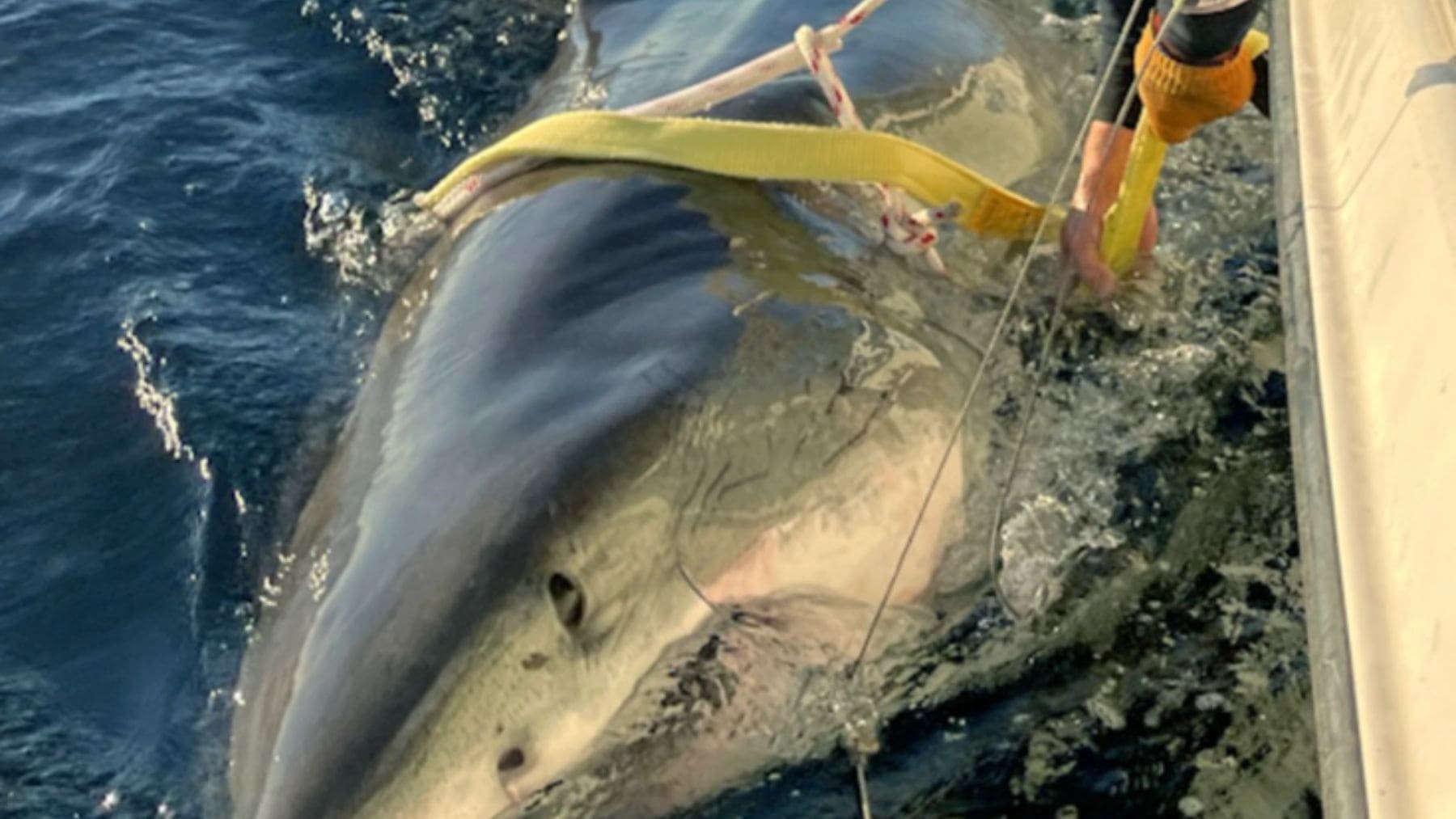 Contender, el tiburón blanco macho más grande marcado por OCEARCH en el Atlántico Norte.
