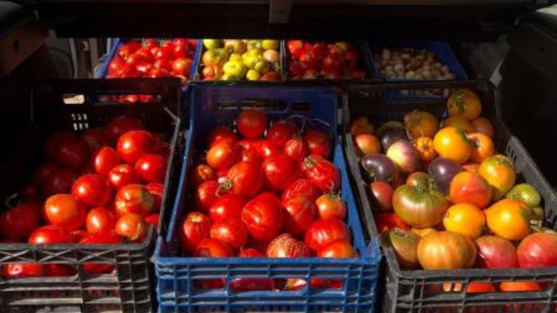 Cajas con tomates antiguos cultivados a partir de semillas tradicionales recuperadas por Emilio Medina en Palencia.
